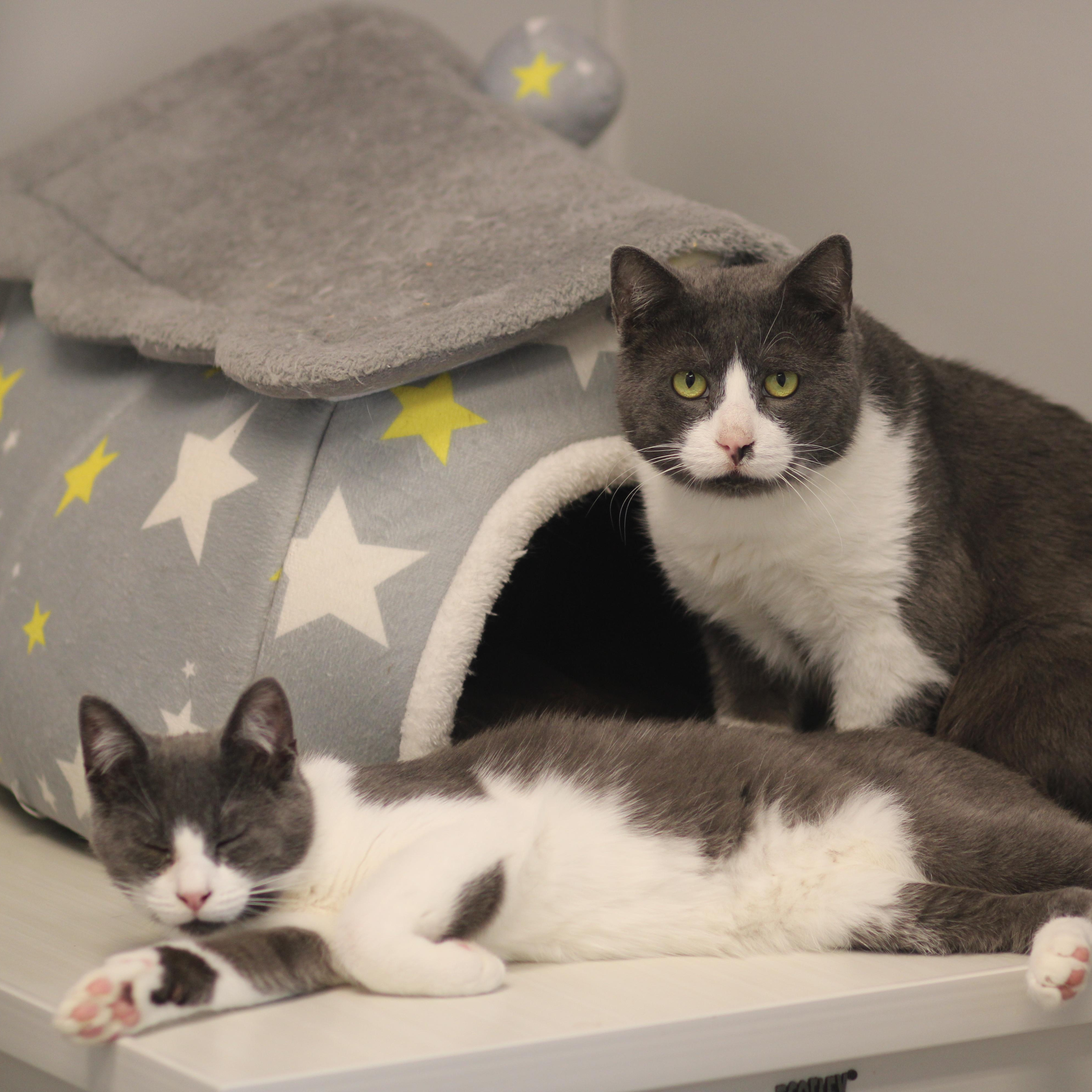 Enlarge Dean, an adoptable Domestic Short Hair in Cooperstown, NY image 5/6