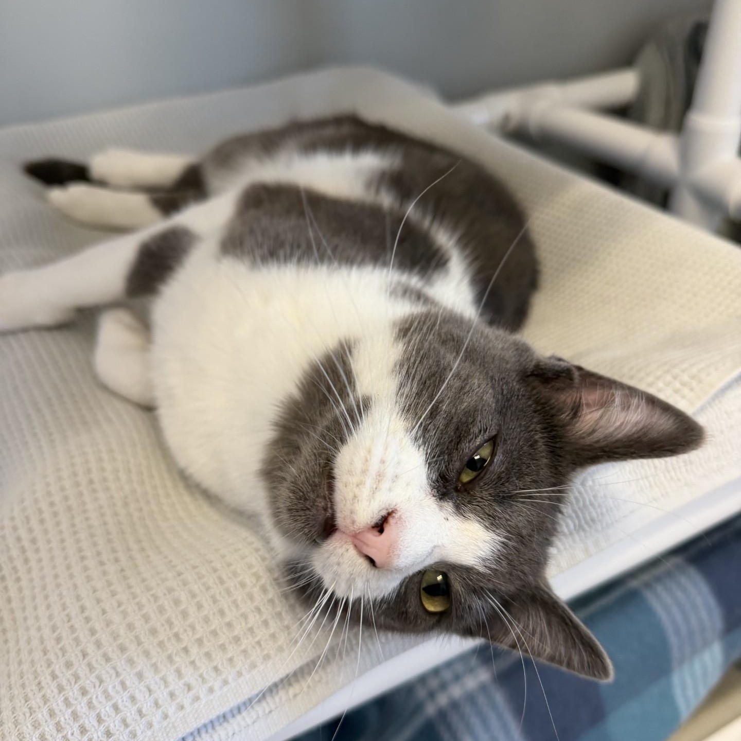 Enlarge Dean, an adoptable Domestic Short Hair in Cooperstown, NY image 1/6