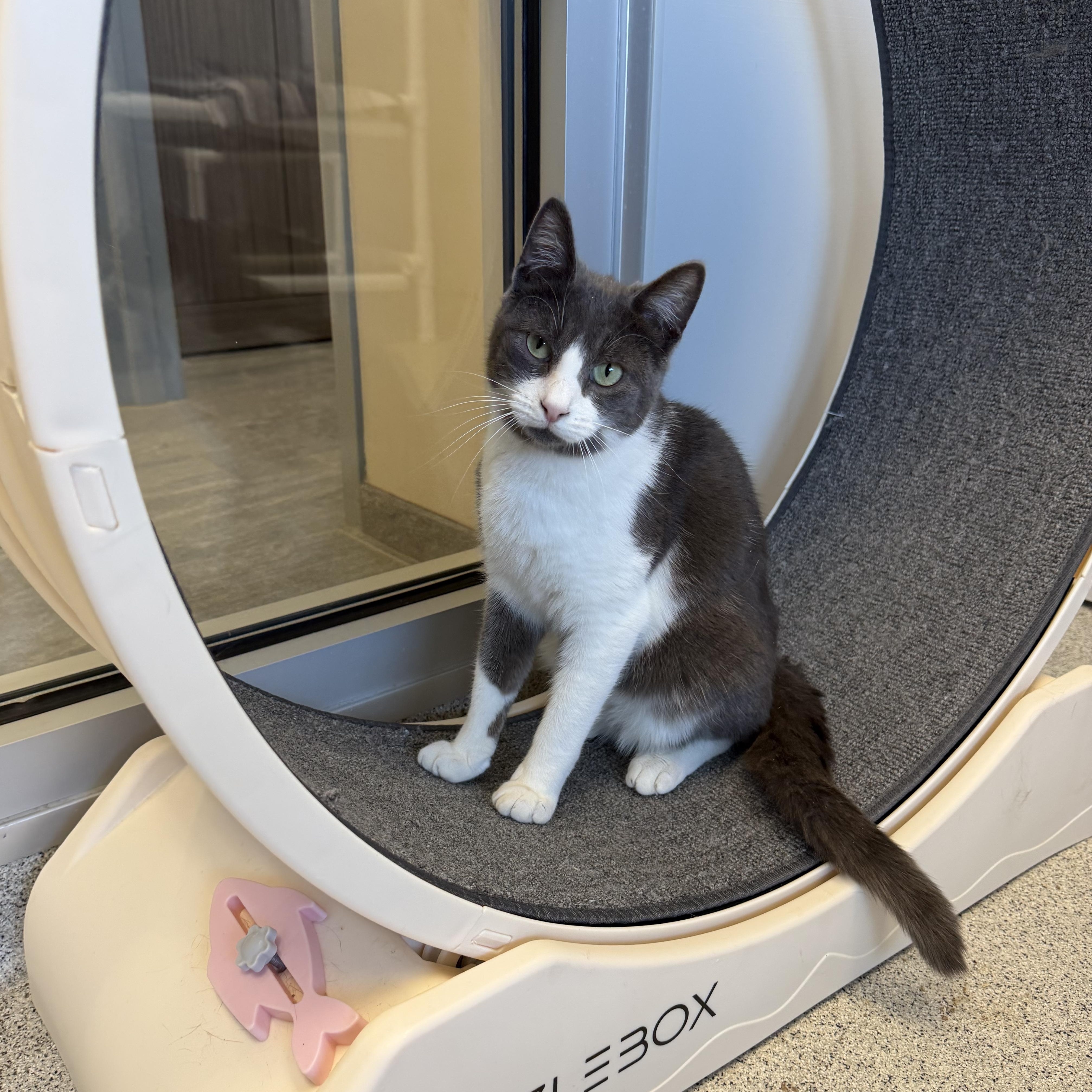 Enlarge Dean, an adoptable Domestic Short Hair in Cooperstown, NY image 2/6