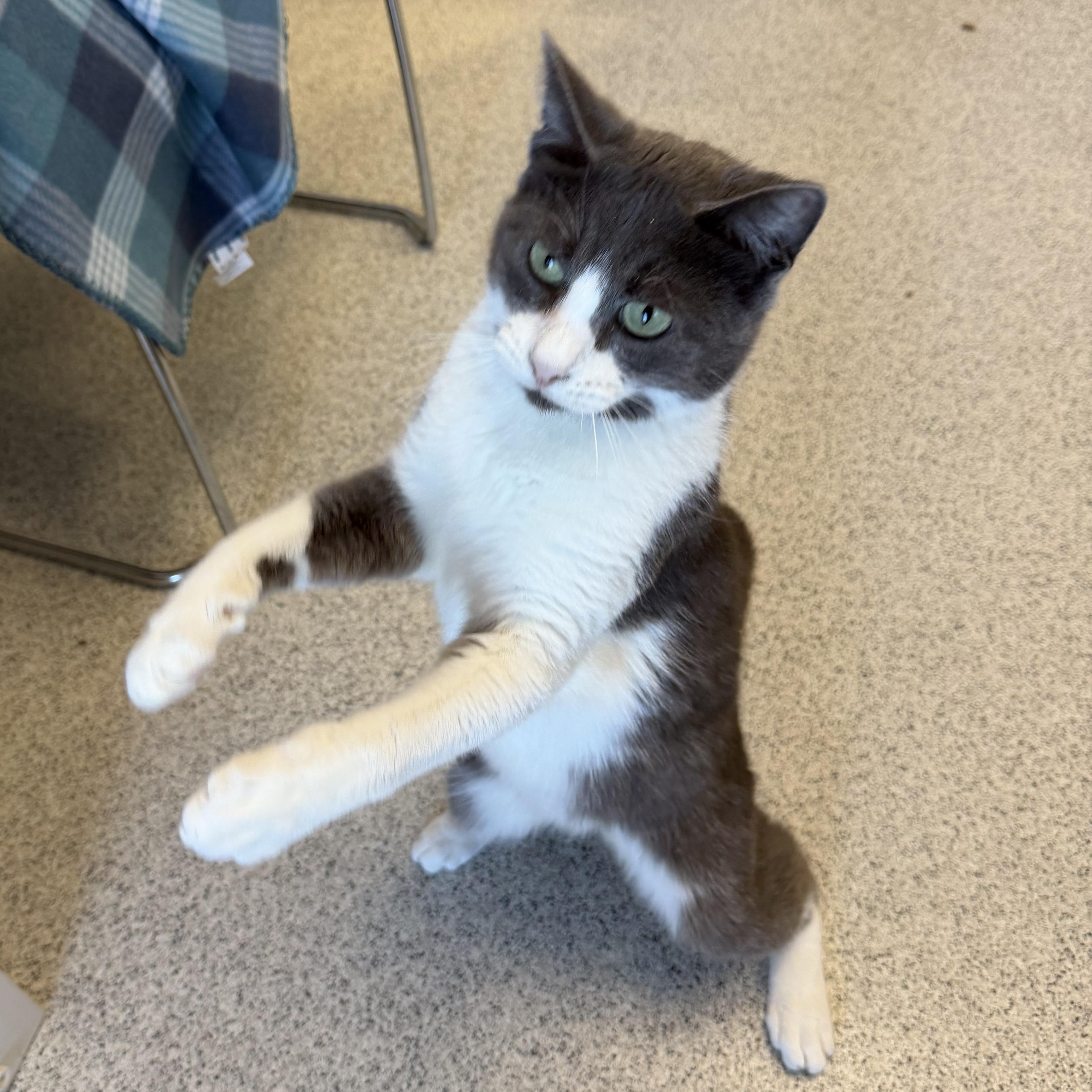 Enlarge Dean, an adoptable Domestic Short Hair in Cooperstown, NY image 6/6