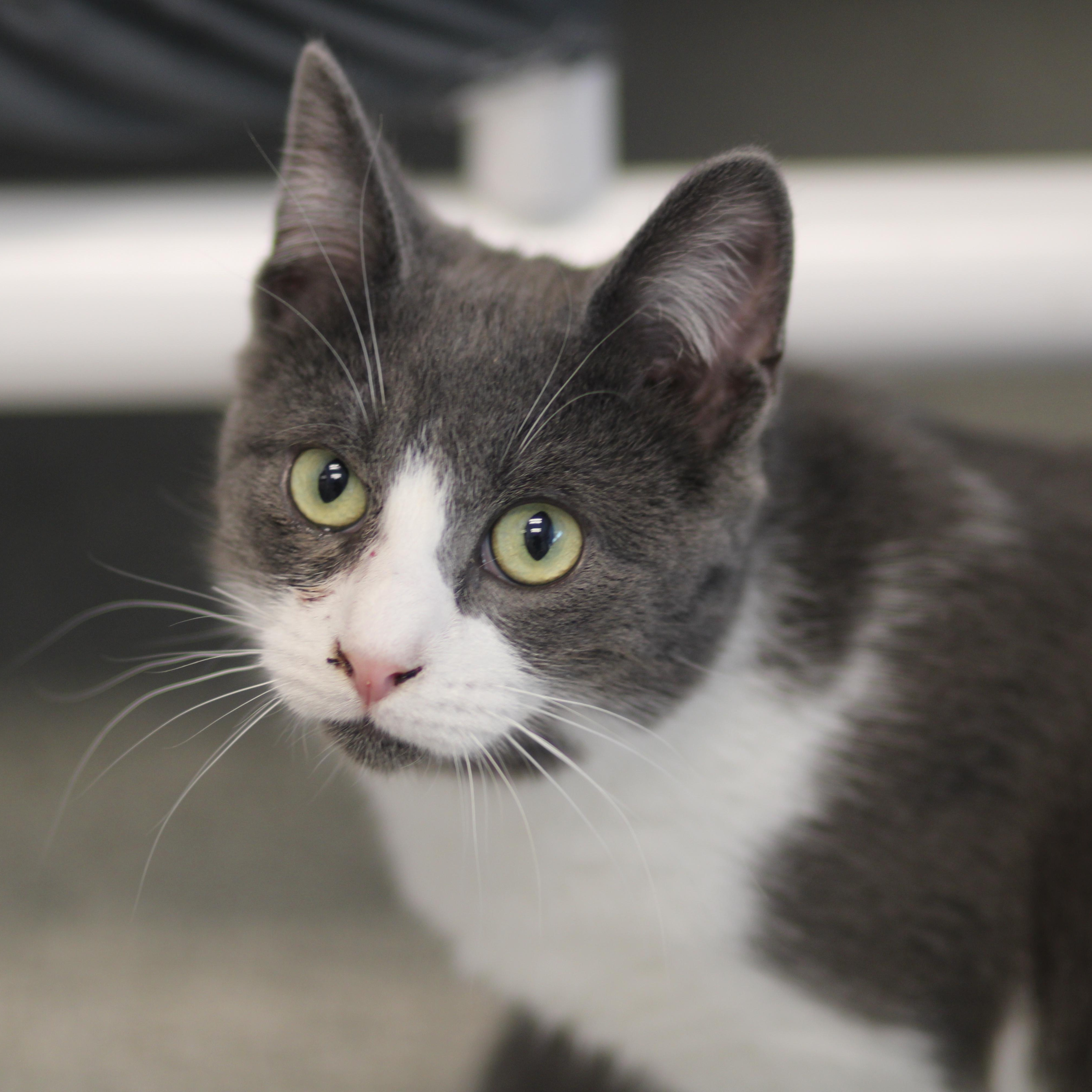 Enlarge Dean, an adoptable Domestic Short Hair in Cooperstown, NY image 1/6