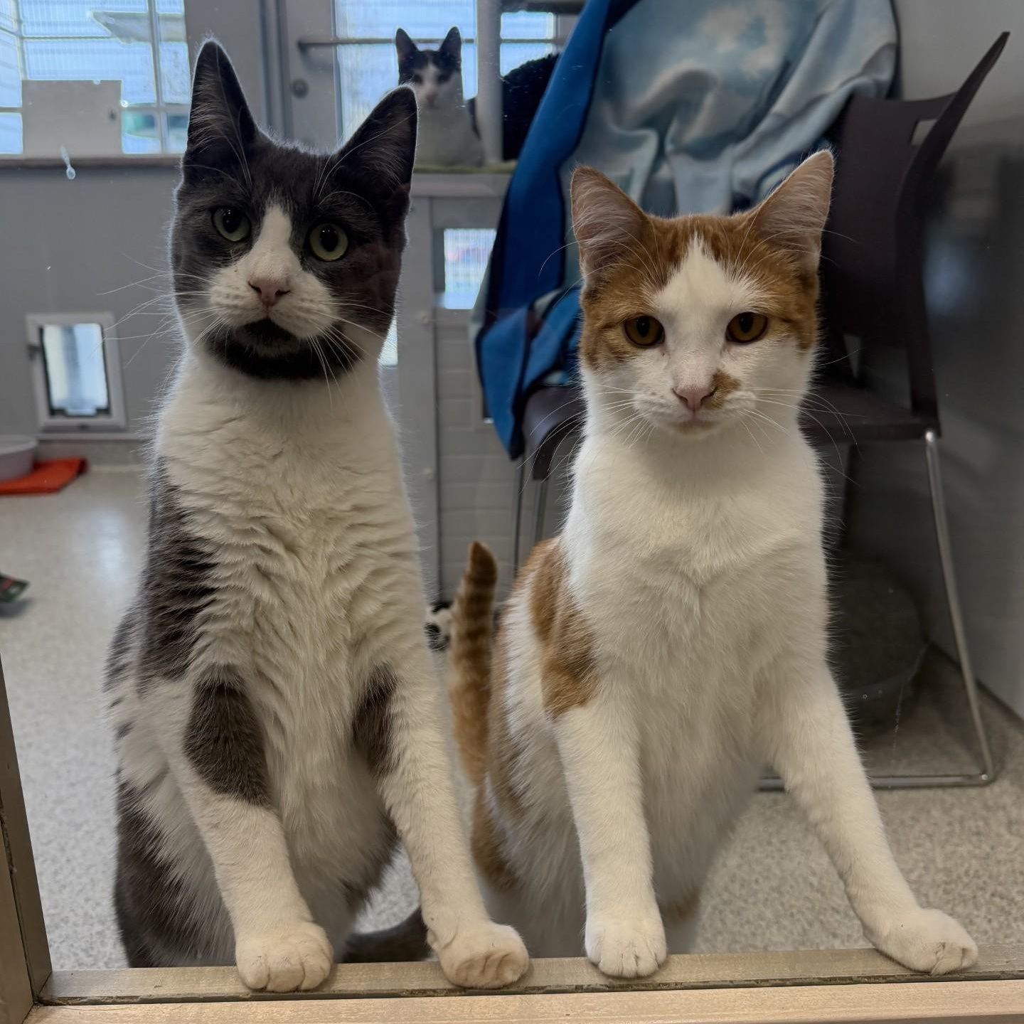 Enlarge Dean, an adoptable Domestic Short Hair in Cooperstown, NY image 6/6