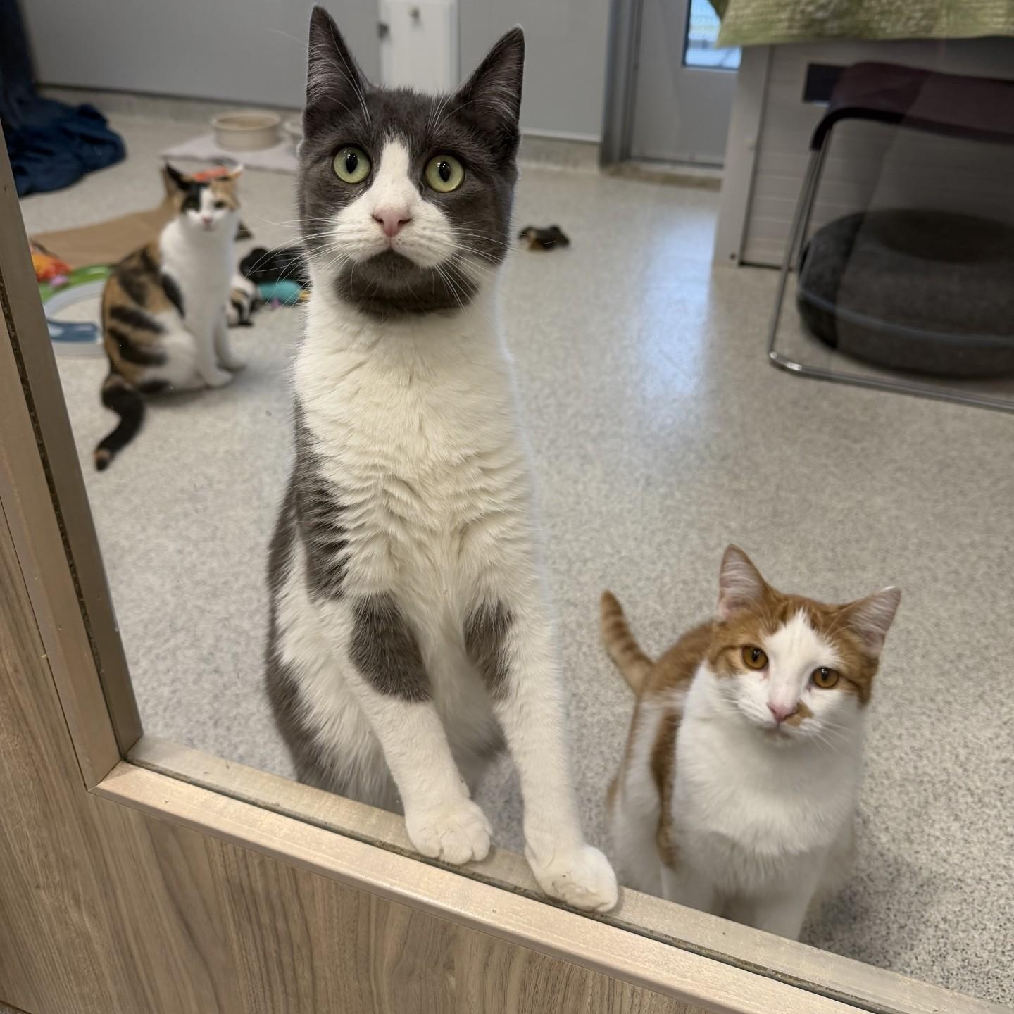 Enlarge Dean, an adoptable Domestic Short Hair in Cooperstown, NY image 3/6