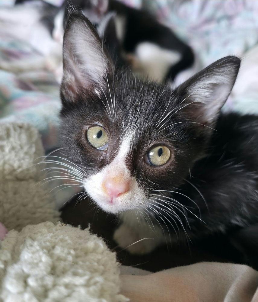 Sara Tee (AKA Sarah), Adoptable, Kitten Female Domestic Short Hair.