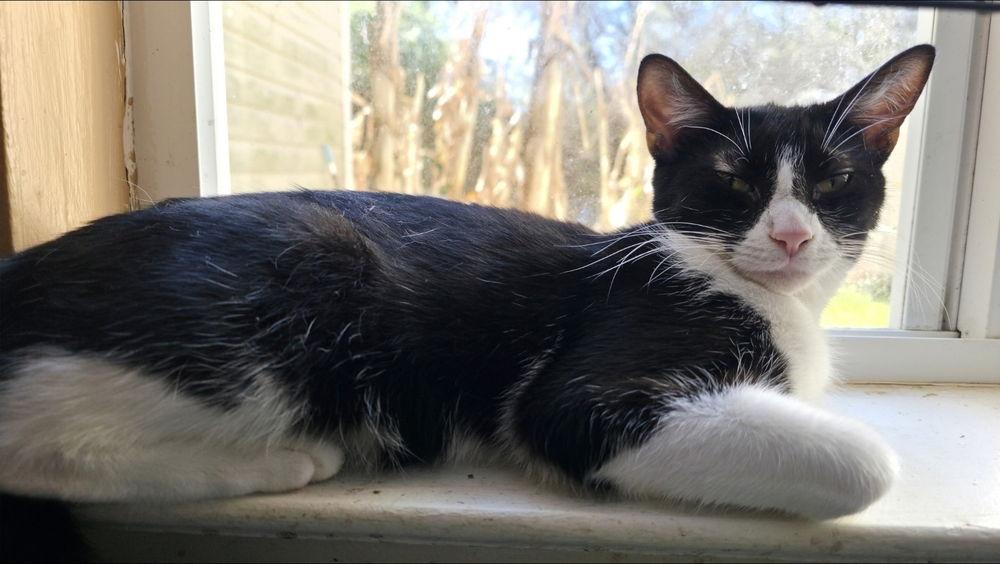 Enlarge Sara Tee (AKA Sarah), a Adoptable Domestic Short Hair in Panama city, FL image 1/3