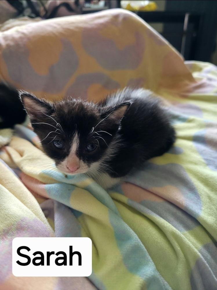 Enlarge Sara Tee (AKA Sarah), a Adoptable Domestic Short Hair in Panama city, FL image 3/3