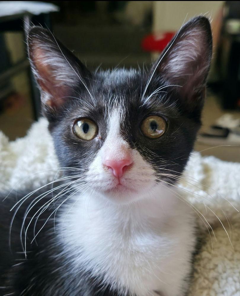 Enlarge Sara Tee (AKA Sarah), a Adoptable Domestic Short Hair in Panama city, FL image 2/3