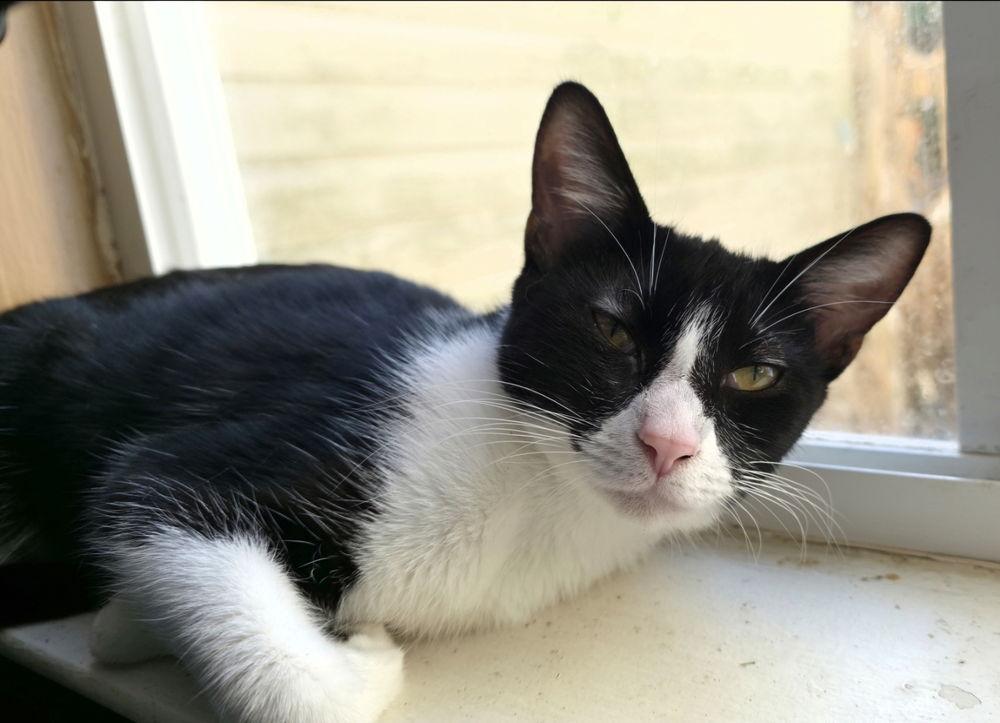 Enlarge Sara Tee (AKA Sarah), a Adoptable Domestic Short Hair in Panama city, FL image 3/3