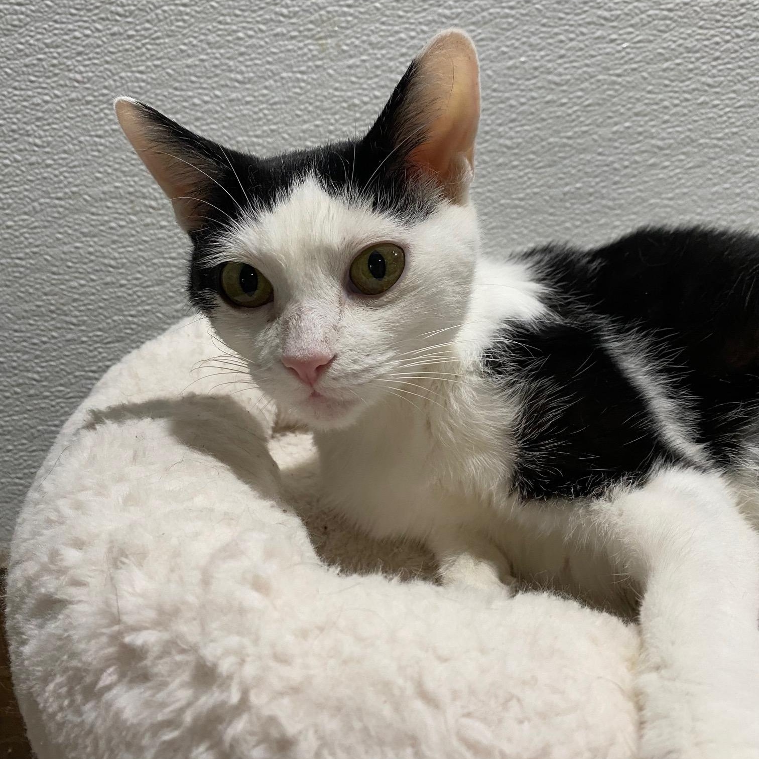 Enlarge Wilma, a Adoptable Domestic Short Hair in Fredericksburg, OH image 4/5