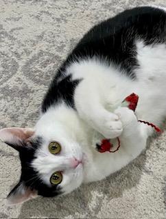 Enlarge Wilma, a Adoptable Domestic Short Hair in Fredericksburg, OH image 2/5