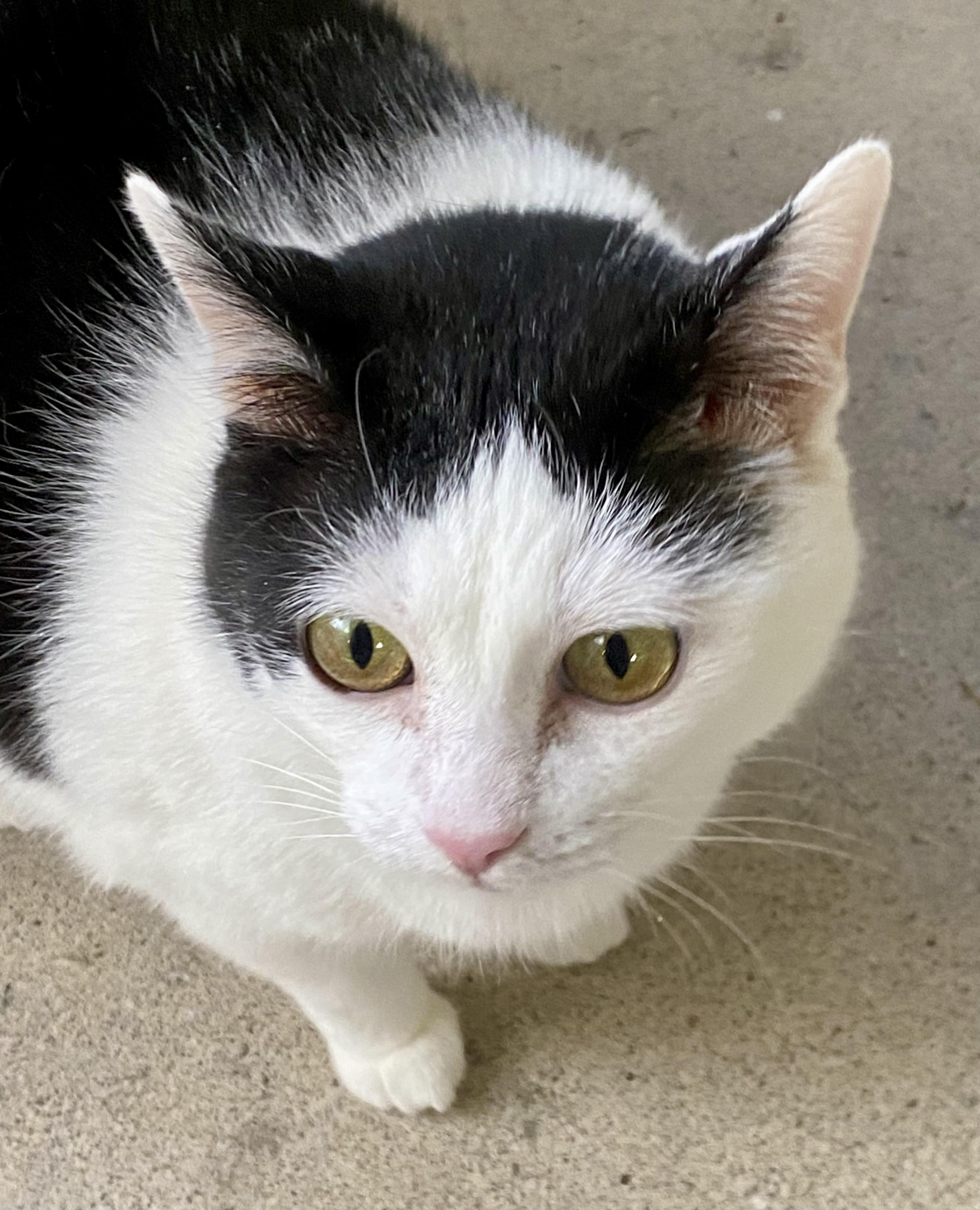 Wilma, Adoptable, Adult Female Domestic Short Hair.