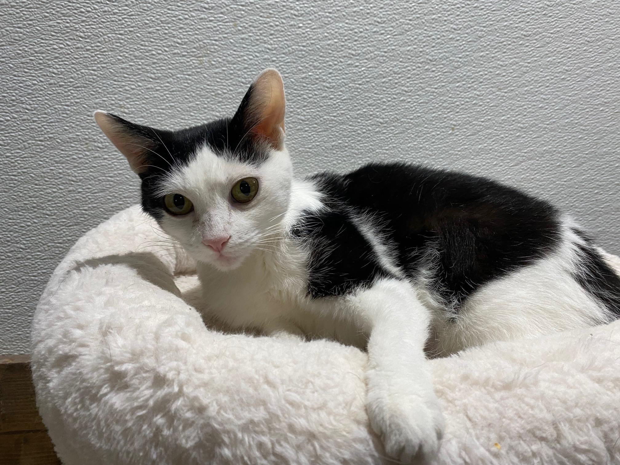 Enlarge Wilma, a Adoptable Domestic Short Hair in Fredericksburg, OH image 5/5