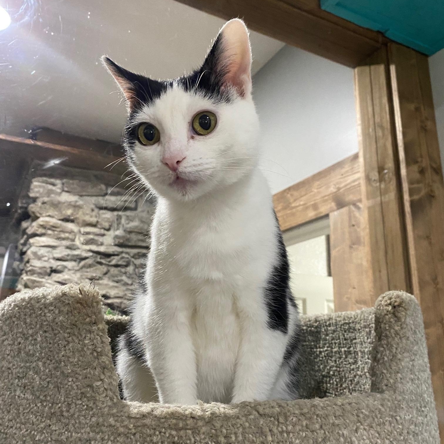 Enlarge Wilma, a Adoptable Domestic Short Hair in Fredericksburg, OH image 3/5