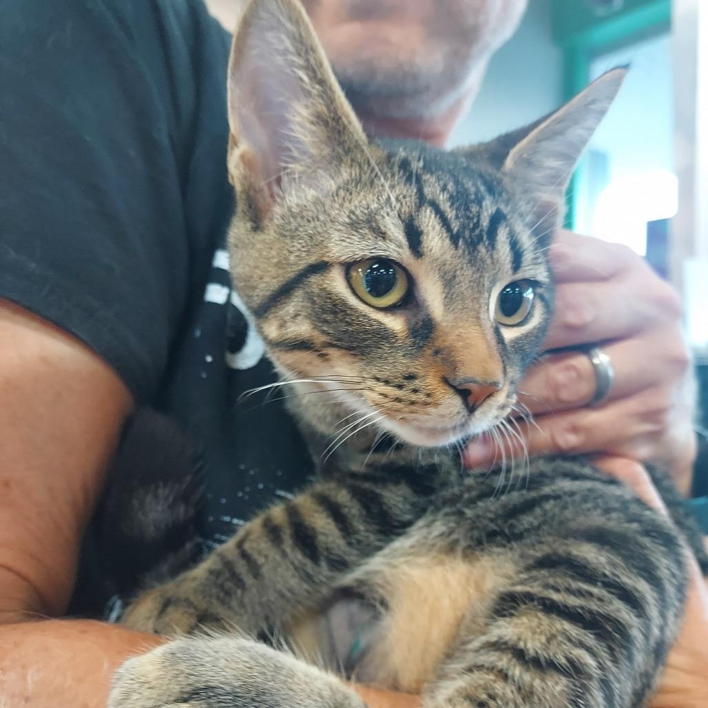 Chip, Adoptable, Kitten Male Domestic Short Hair.