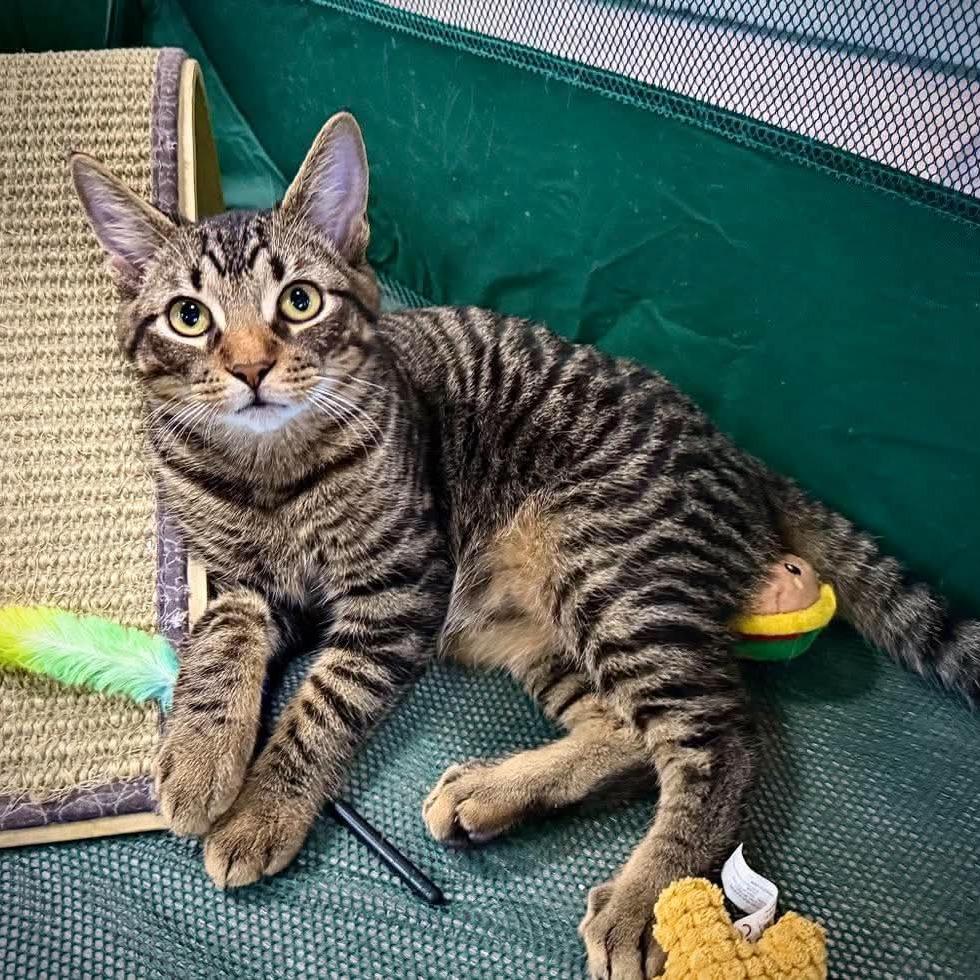 Enlarge Chip, a Adoptable Domestic Short Hair in Ephrata, PA image 2/4