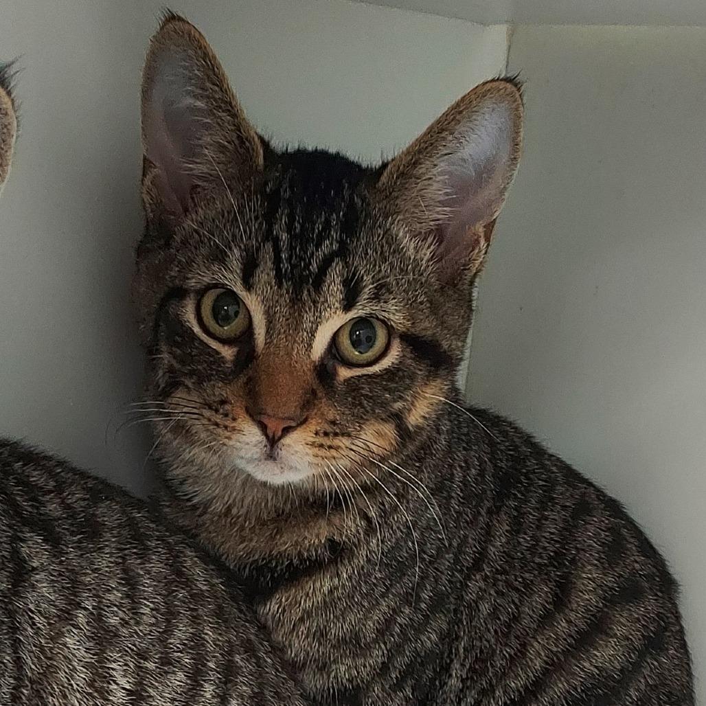 Enlarge Chip, a Adoptable Domestic Short Hair in Ephrata, PA image 3/4