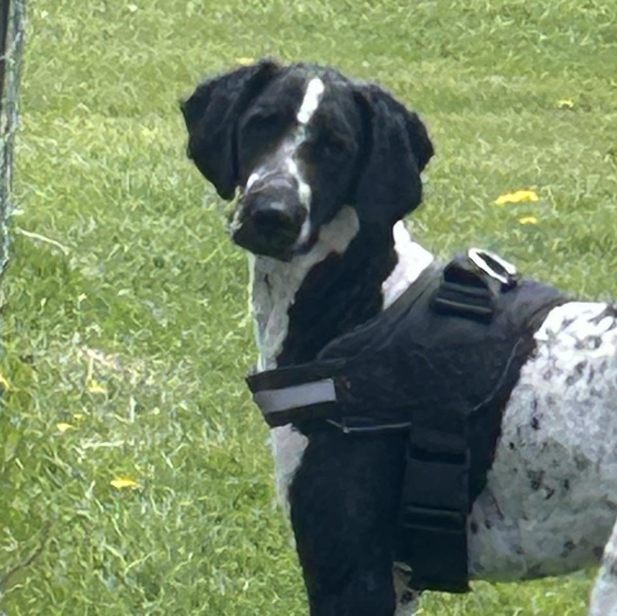 BamBam (George), an adopted mixed breed in Watertown, WI image 1/2