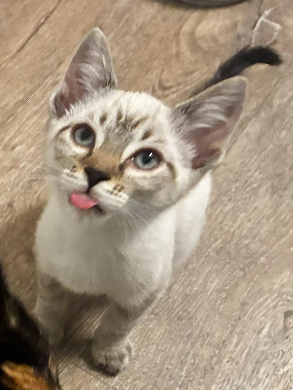 Jolene (bonded with Dolly), Adoptable, Kitten Female Siamese.