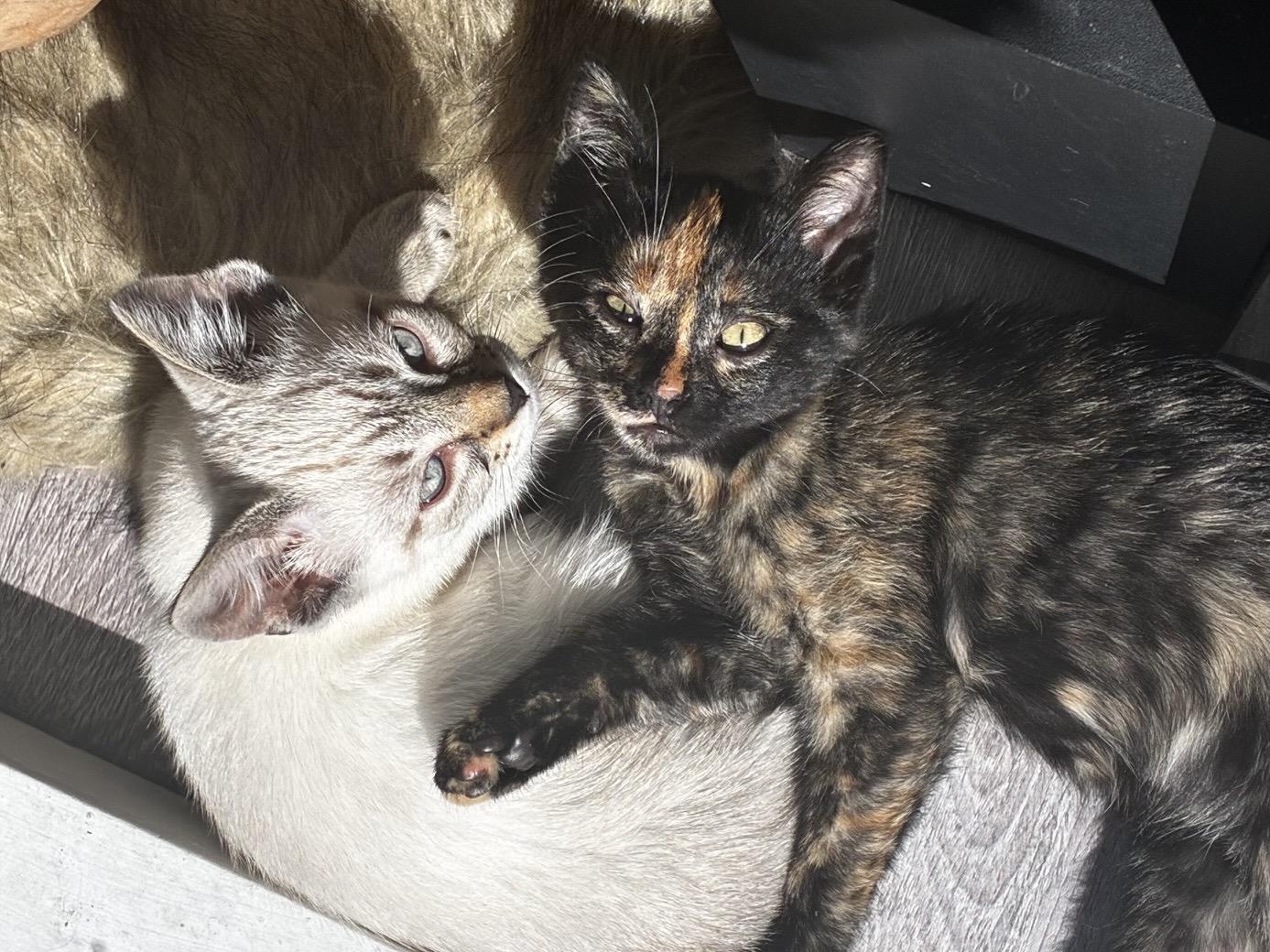 Enlarge Jolene (bonded with Dolly), a Adoptable Siamese in San Francisco, CA image 2/6