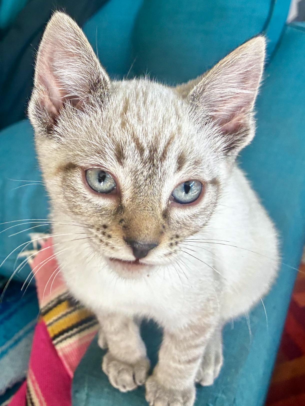 Enlarge Jolene (bonded with Dolly), a Adoptable Siamese in San Francisco, CA image 3/6