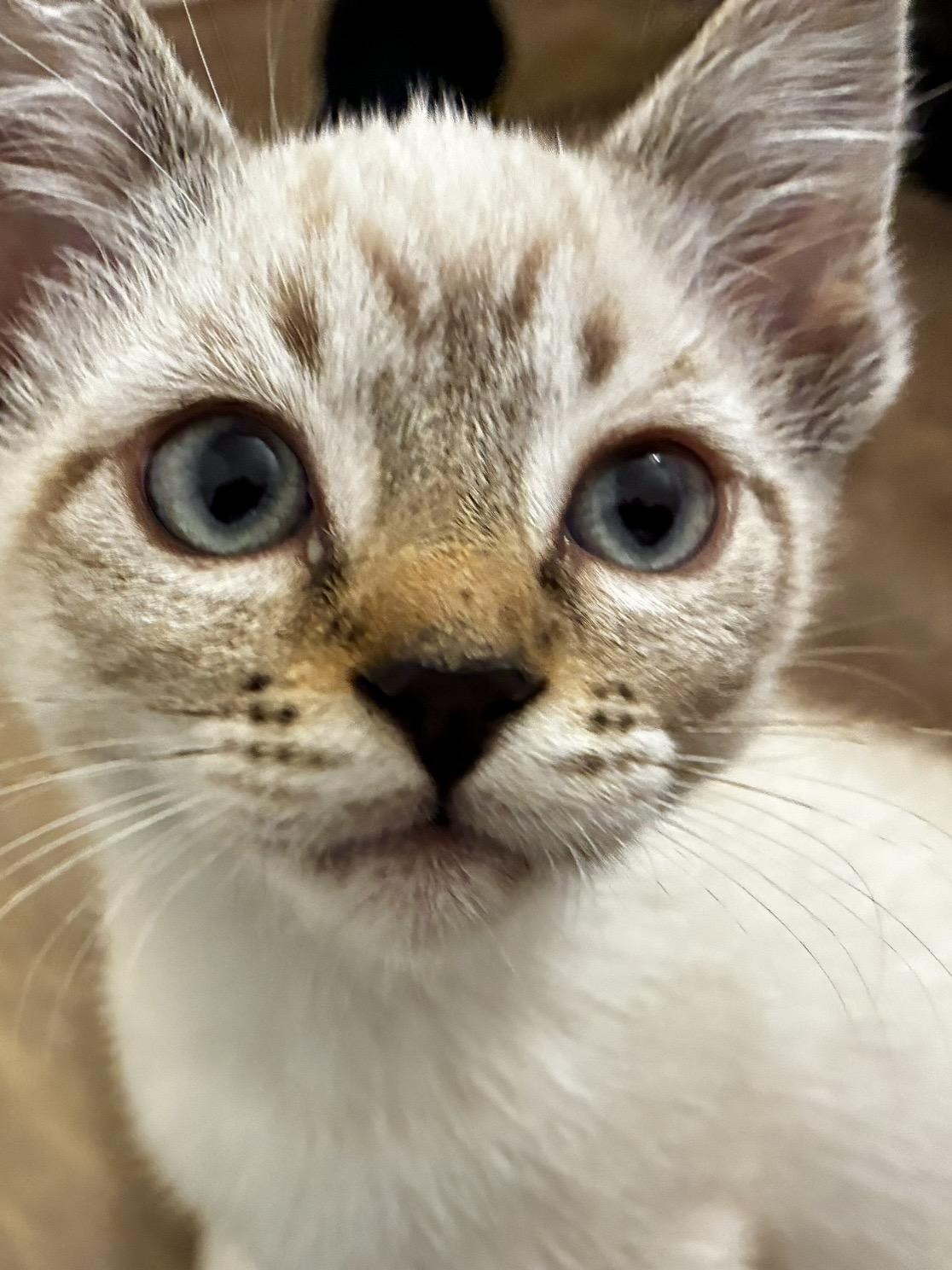Enlarge Jolene (bonded with Dolly), a Adoptable Siamese in San Francisco, CA image 4/6