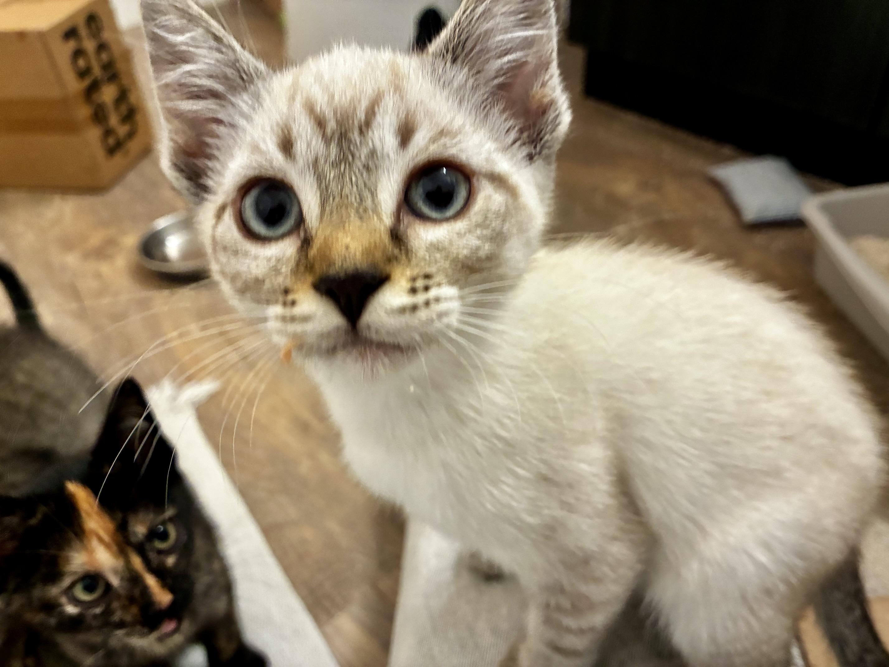 Enlarge Jolene (bonded with Dolly), a Adoptable Siamese in San Francisco, CA image 6/6