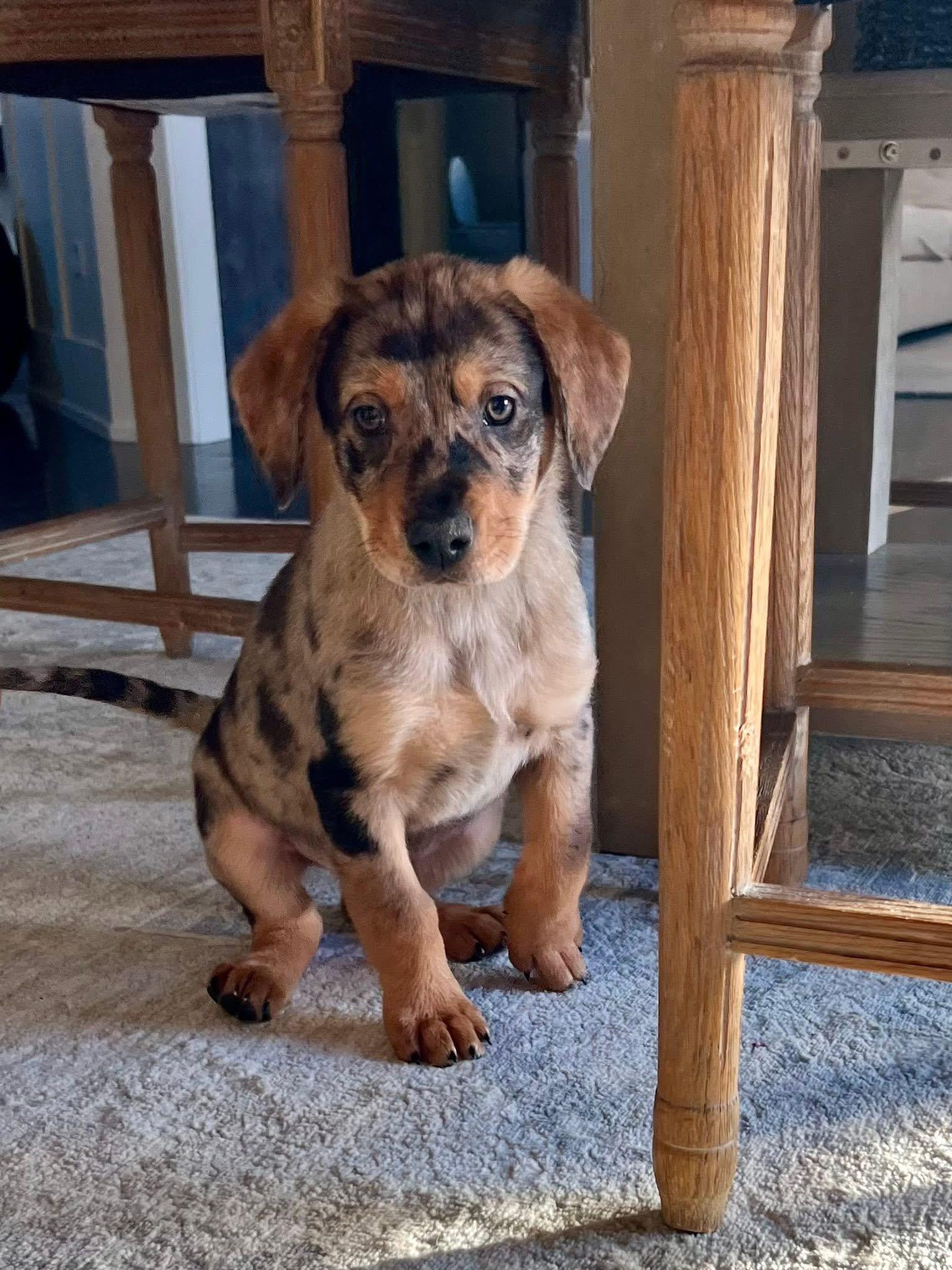 Enlarge Angus , an adopted mixed breed in Orland Park, IL image 2/5