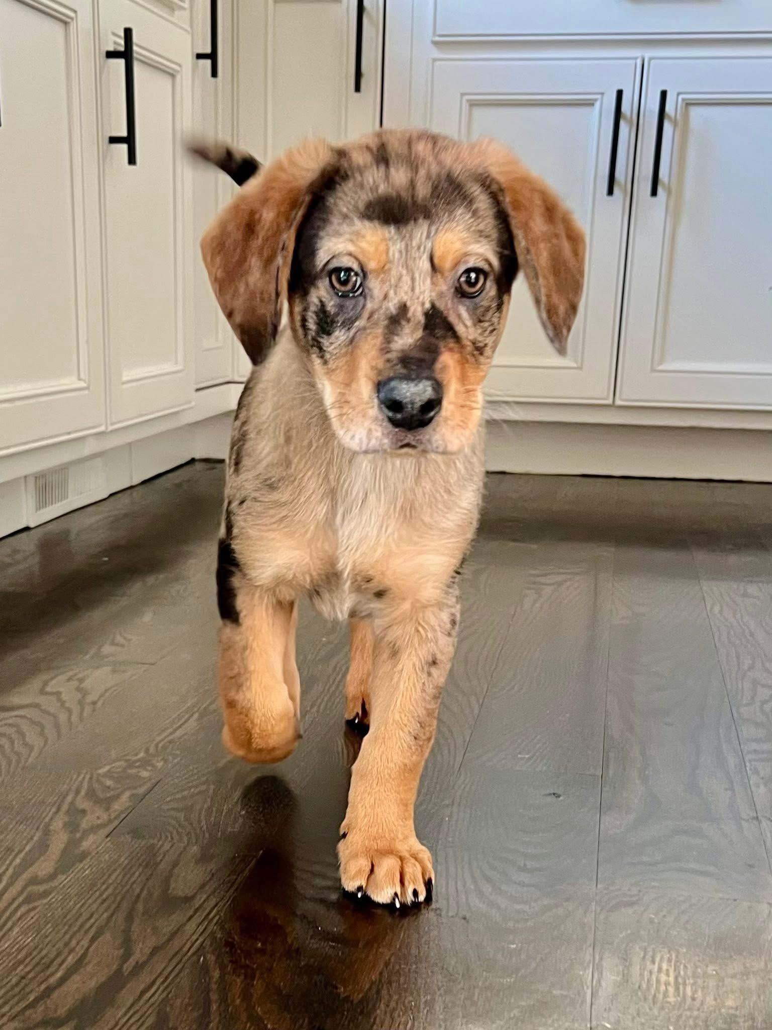 Angus , adopted, Puppy Male Catahoula Leopard Dog.