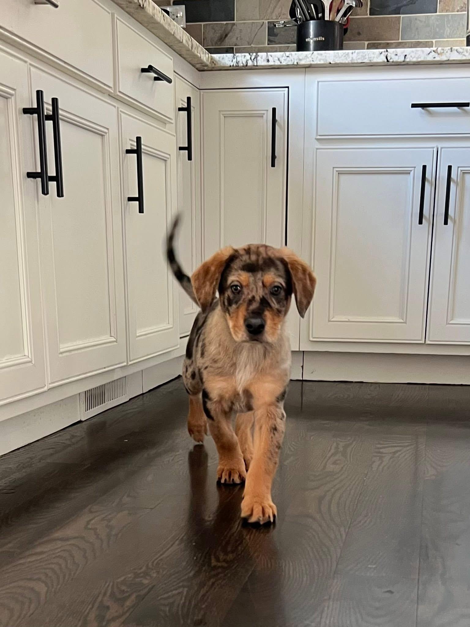 Enlarge Angus , an adopted mixed breed in Orland Park, IL image 5/5