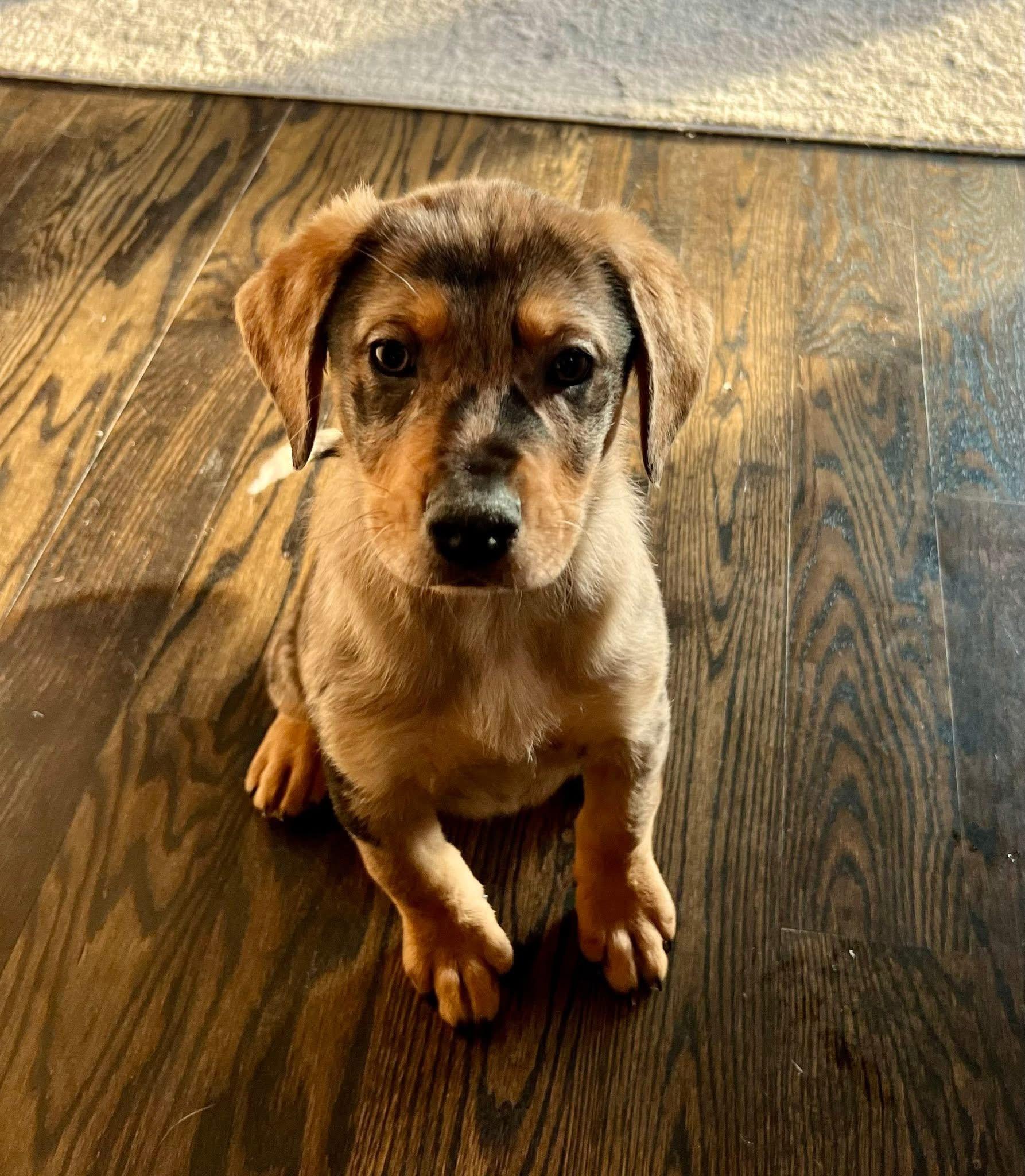 Enlarge Angus , an adopted mixed breed in Orland Park, IL image 4/5