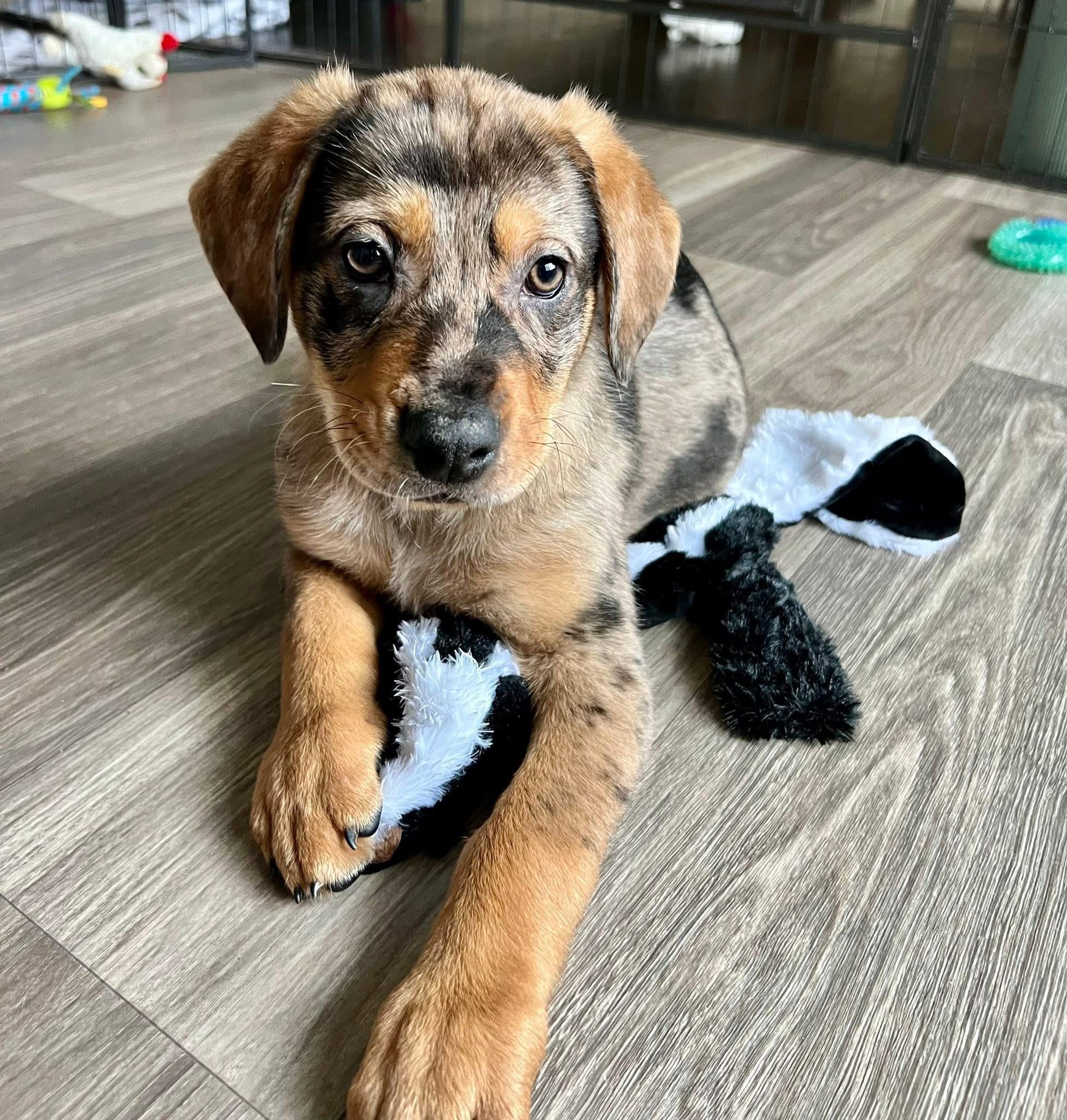 Enlarge Angus , an adopted mixed breed in Orland Park, IL image 3/5