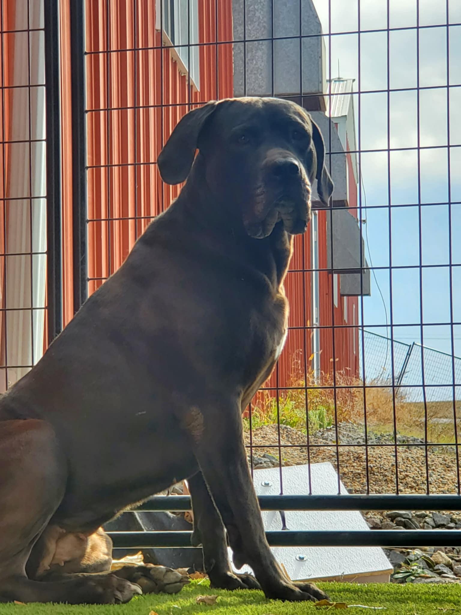 Hera, Adoptable, Senior Female Mastiff & Cane Corso.