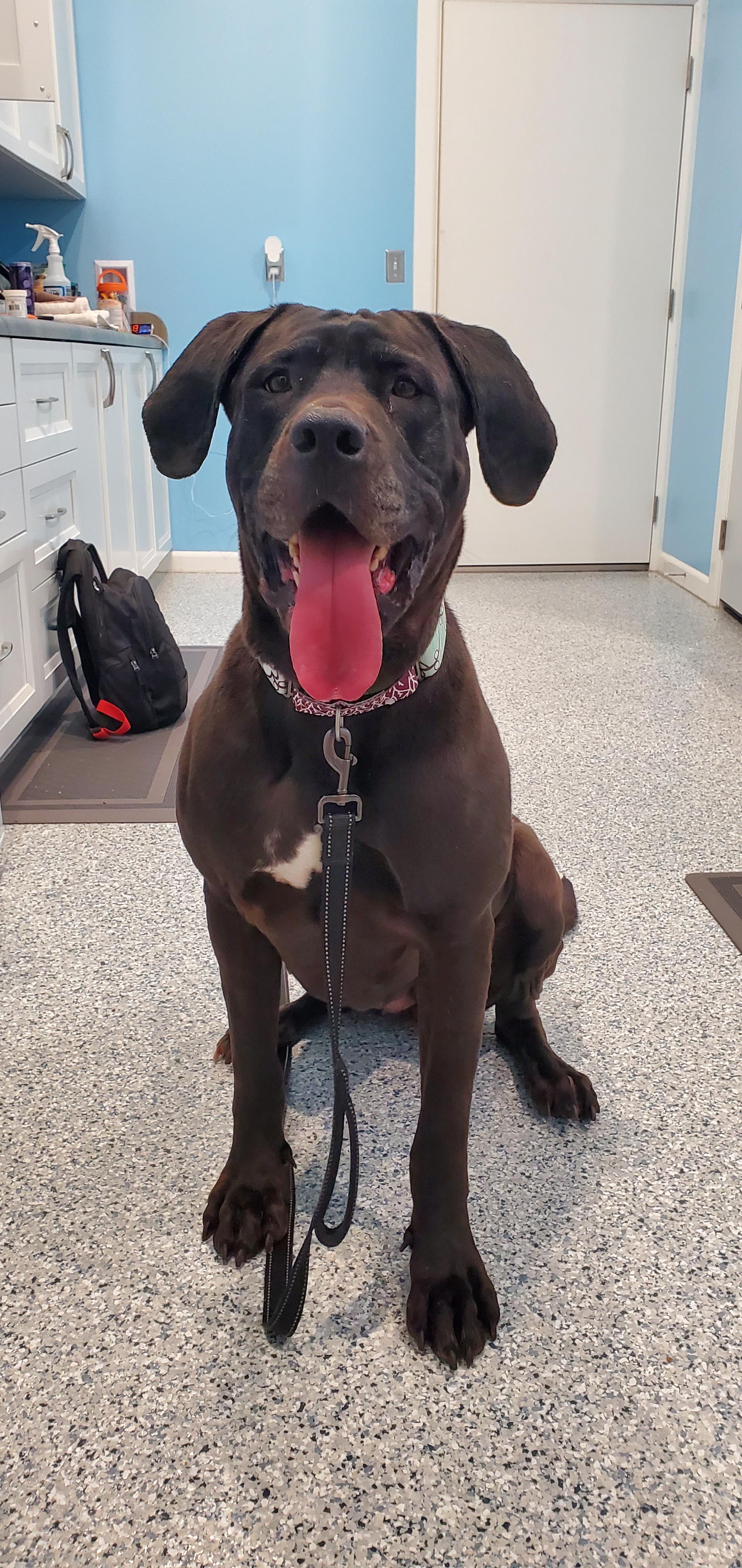 Hera, a Adoptable mixed breed in Hutchinson, MN image 1/5