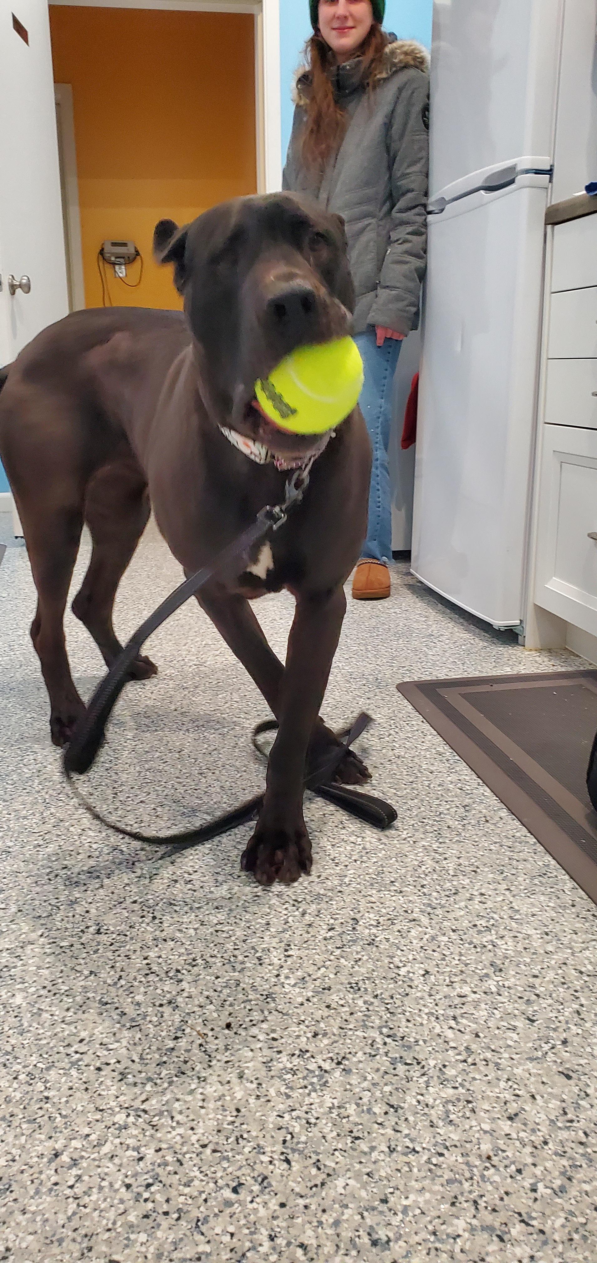 Hera, a Adoptable mixed breed in Hutchinson, MN image 2/5