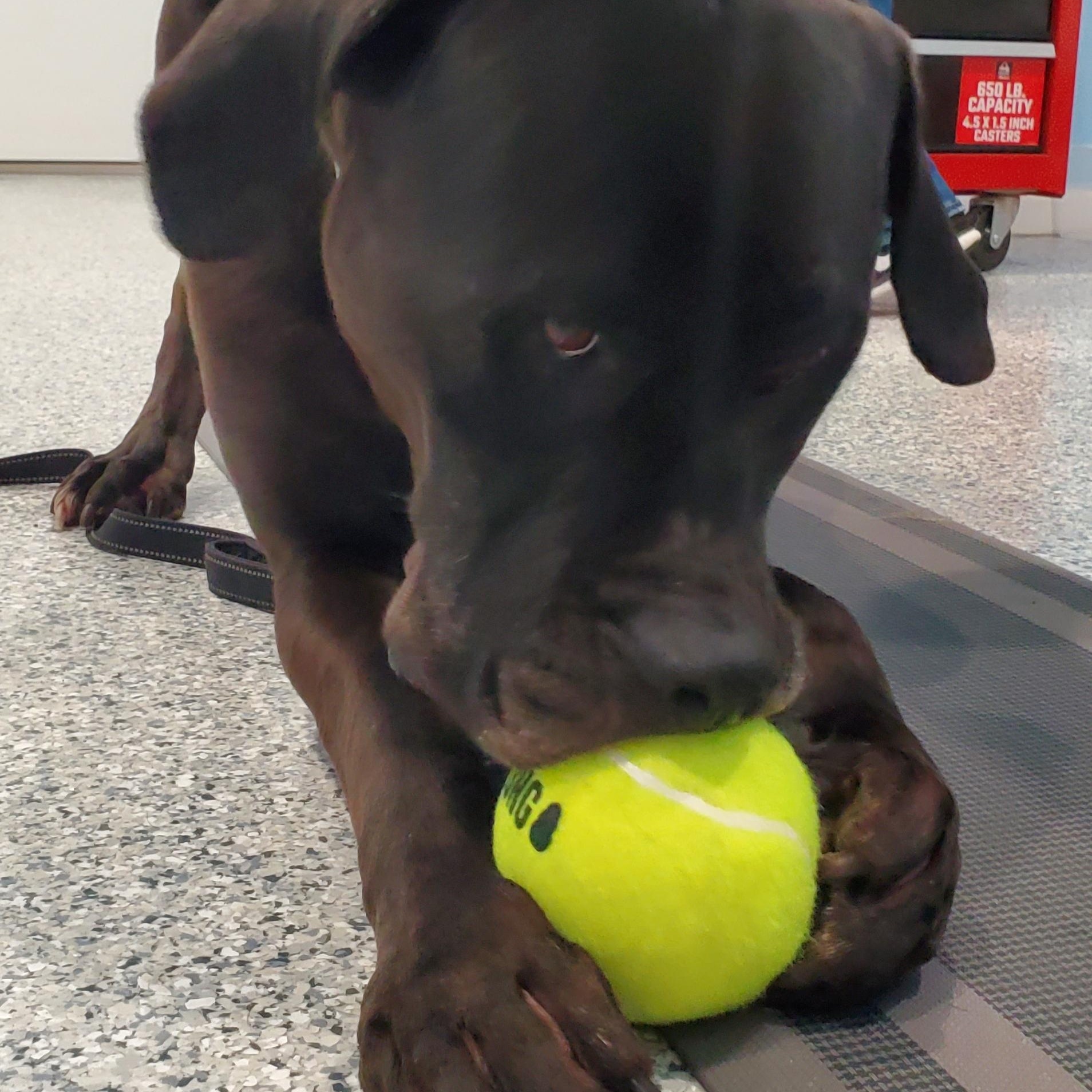 Hera, a Adoptable mixed breed in Hutchinson, MN image 3/5