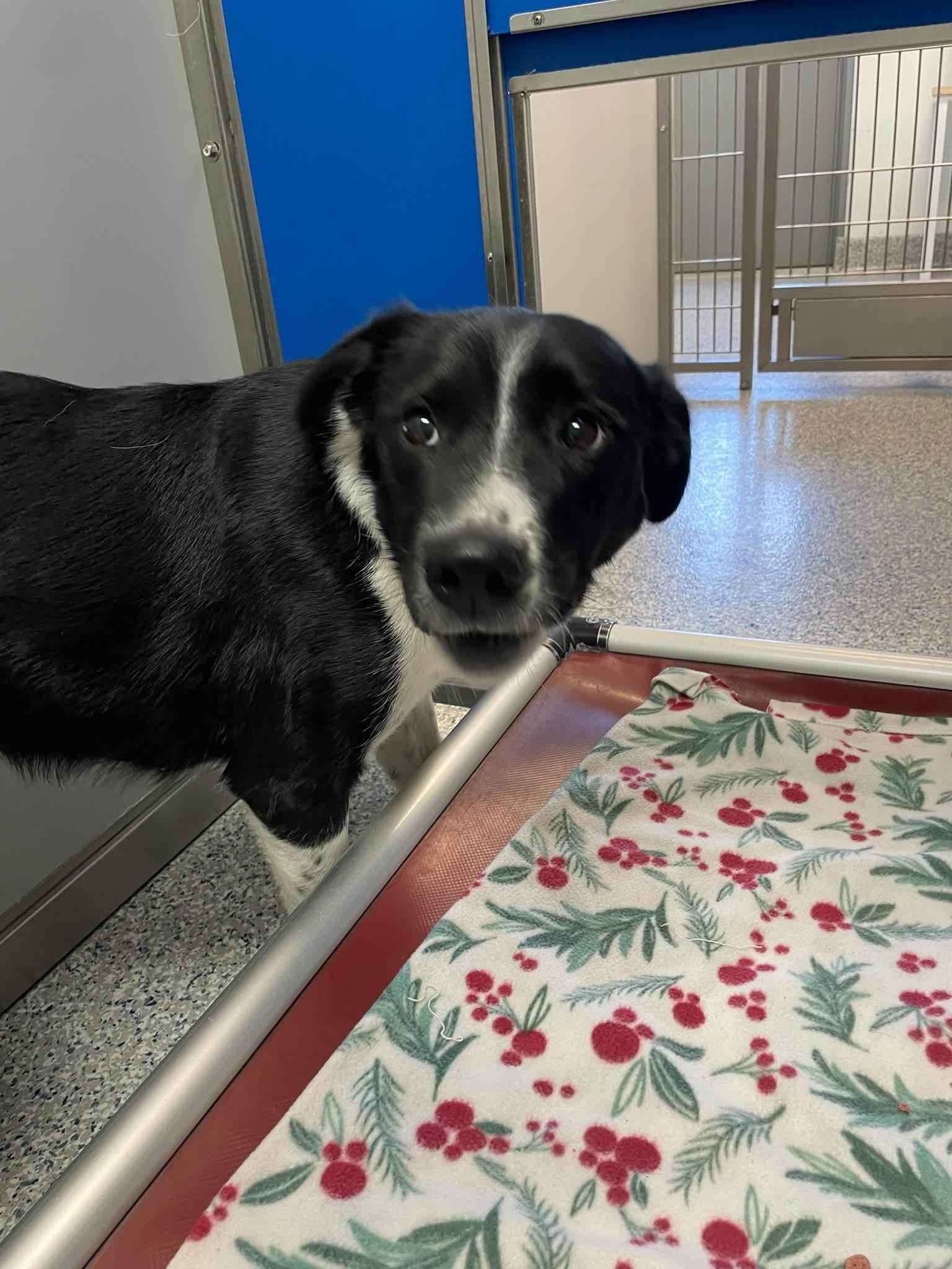 Zdae Raven - Adoptable Pet | Petfinder
