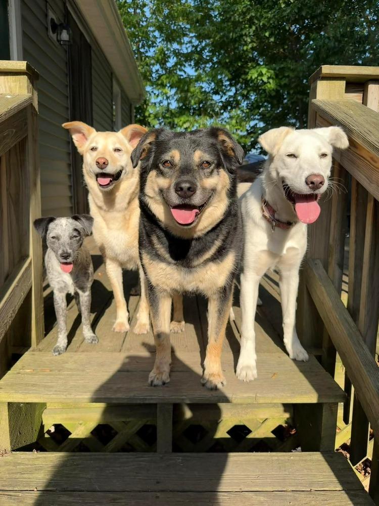 Jill, Adoptable, Puppy Female Labrador Retriever & Great Pyrenees.