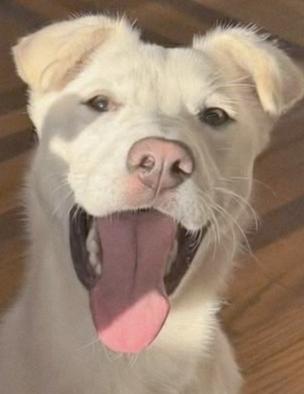 Enlarge Jill, a Adoptable mixed breed in Norfolk, MA image 2/6