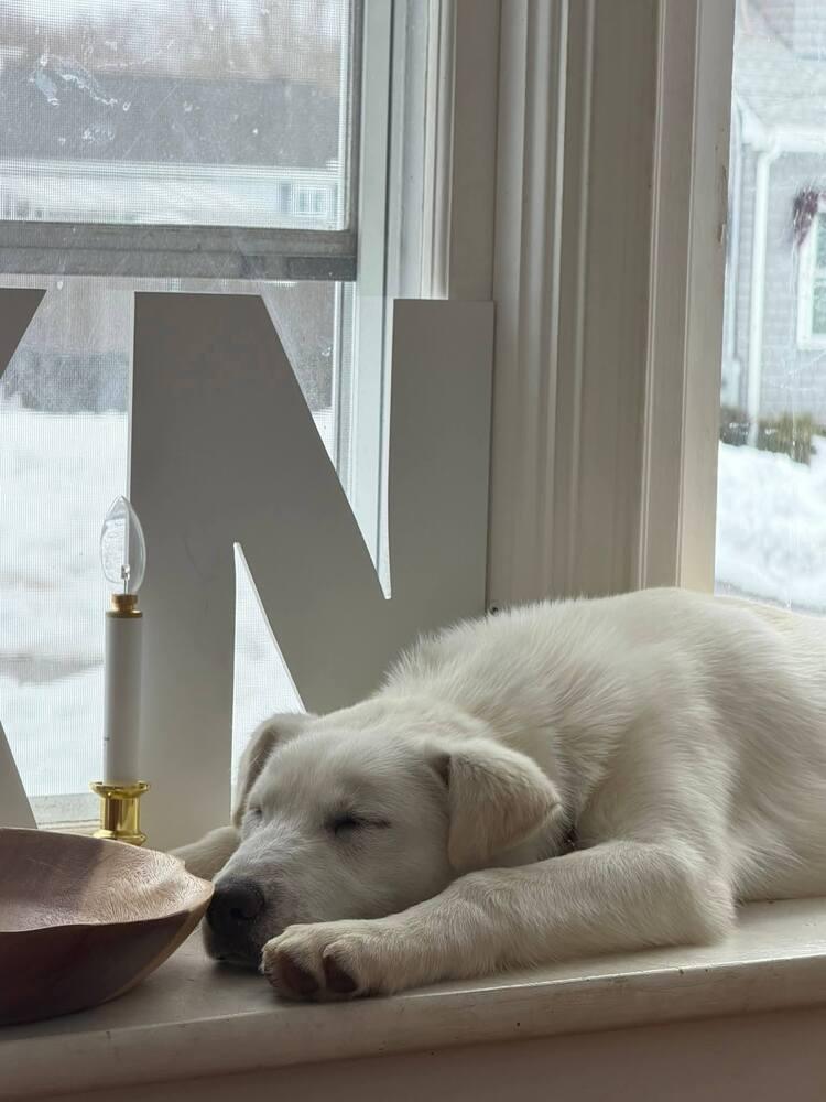 Jill, Adoptable, Puppy Female Labrador Retriever & Great Pyrenees.