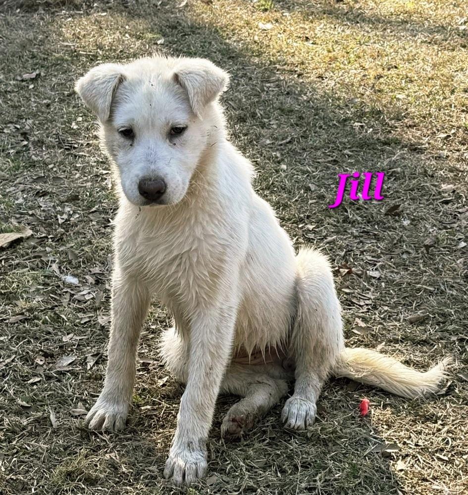 Jill, a Adoptable mixed breed in Norfolk, MA image 1/3