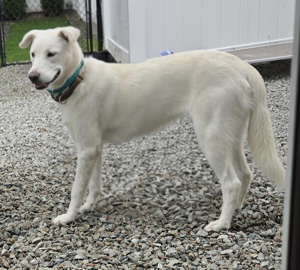 Enlarge Jill, a Adoptable mixed breed in Norfolk, MA image 4/6