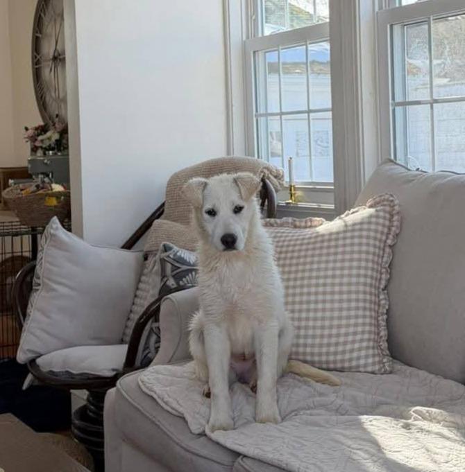 Enlarge Jill, a Adoptable mixed breed in Norfolk, MA image 3/5