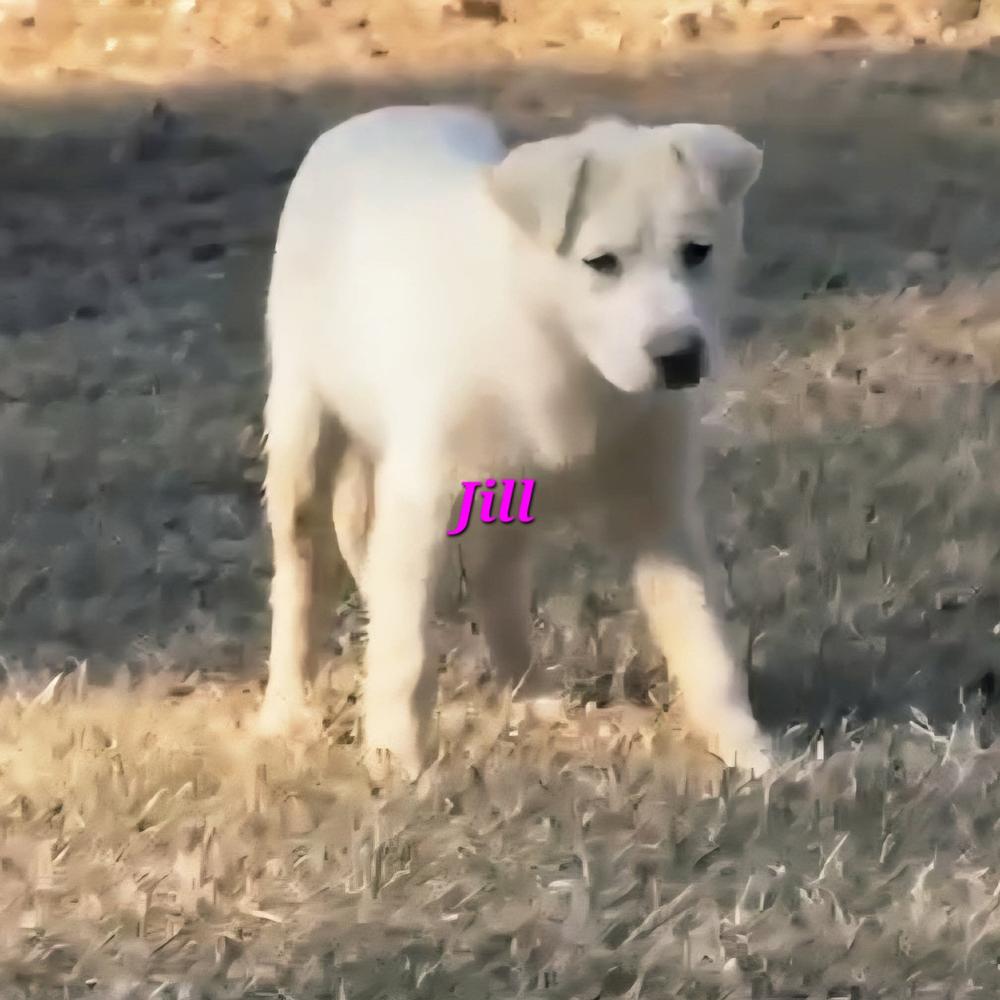 Jill, a Adoptable mixed breed in Norfolk, MA image 2/3