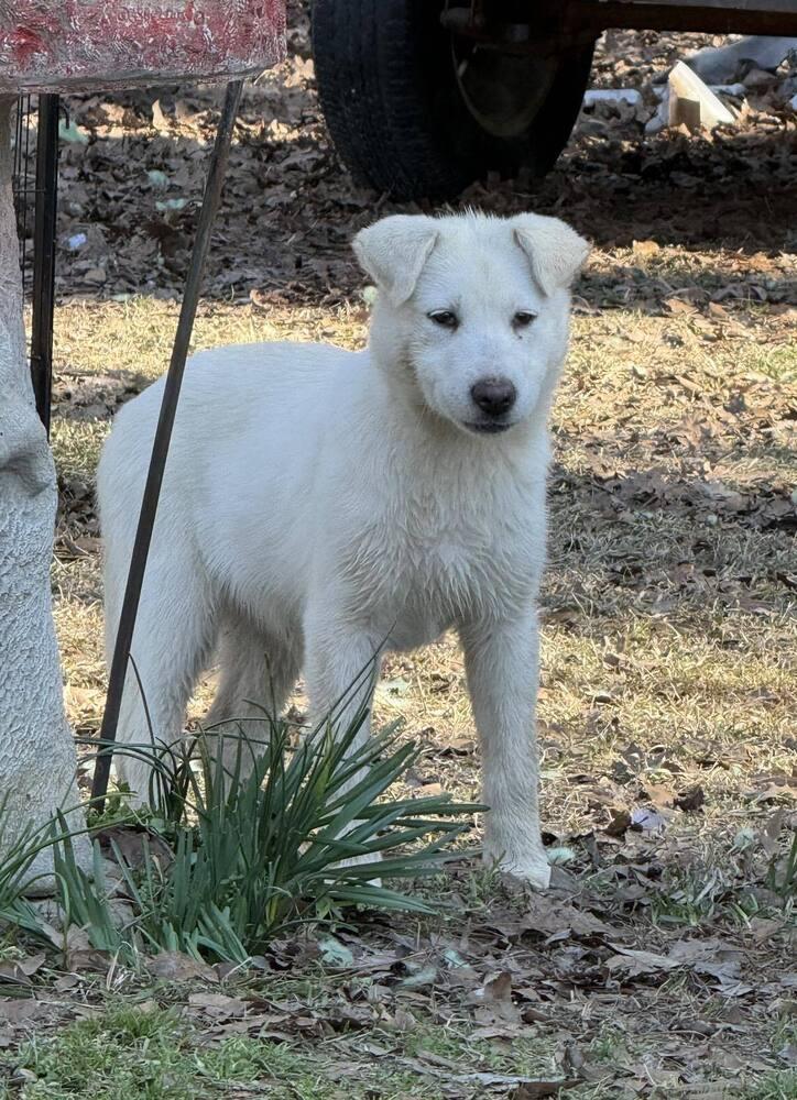 Jill, a Adoptable mixed breed in Norfolk, MA image 3/3