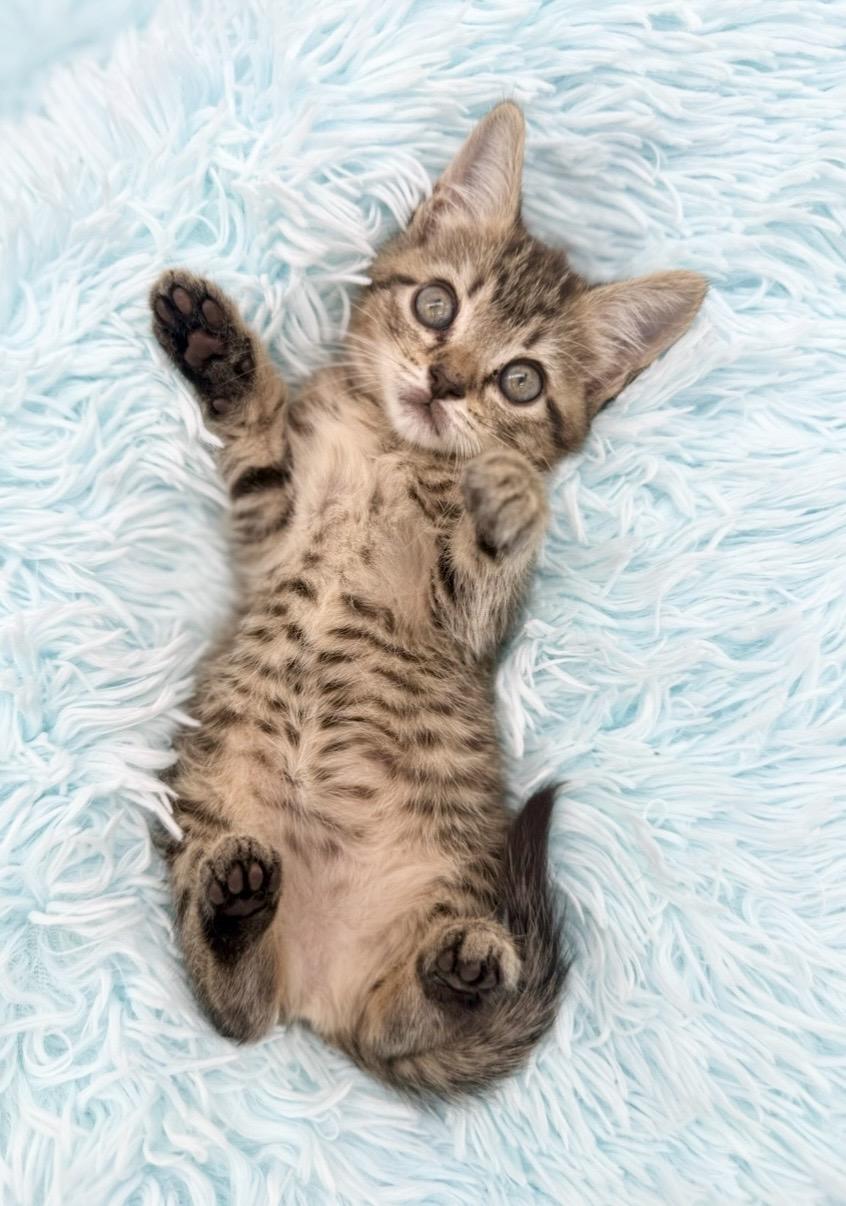 Goalie, an adoptable Tabby in Covington, LA image 5/6