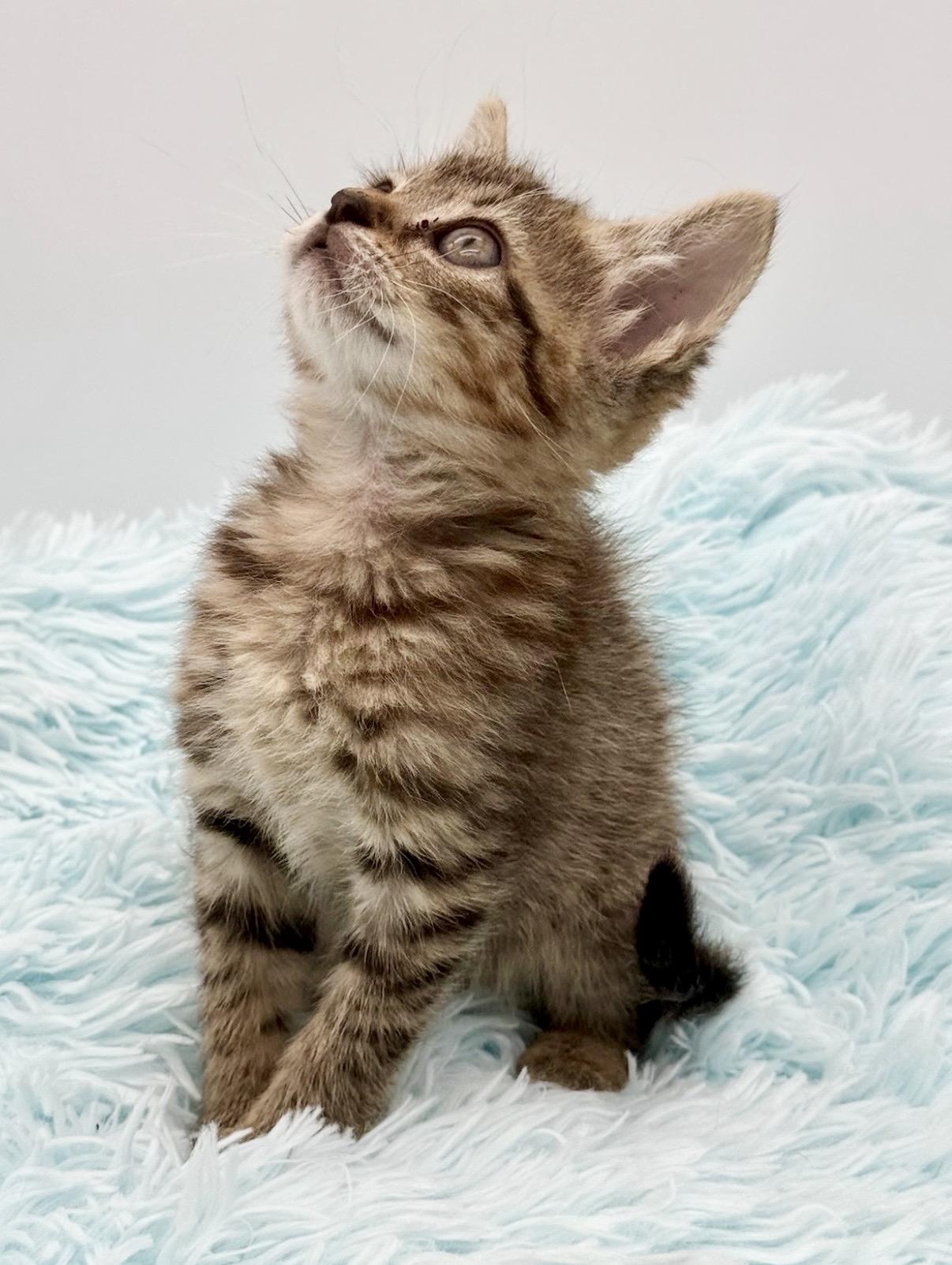 Goalie, an adoptable Tabby in Covington, LA image 1/6