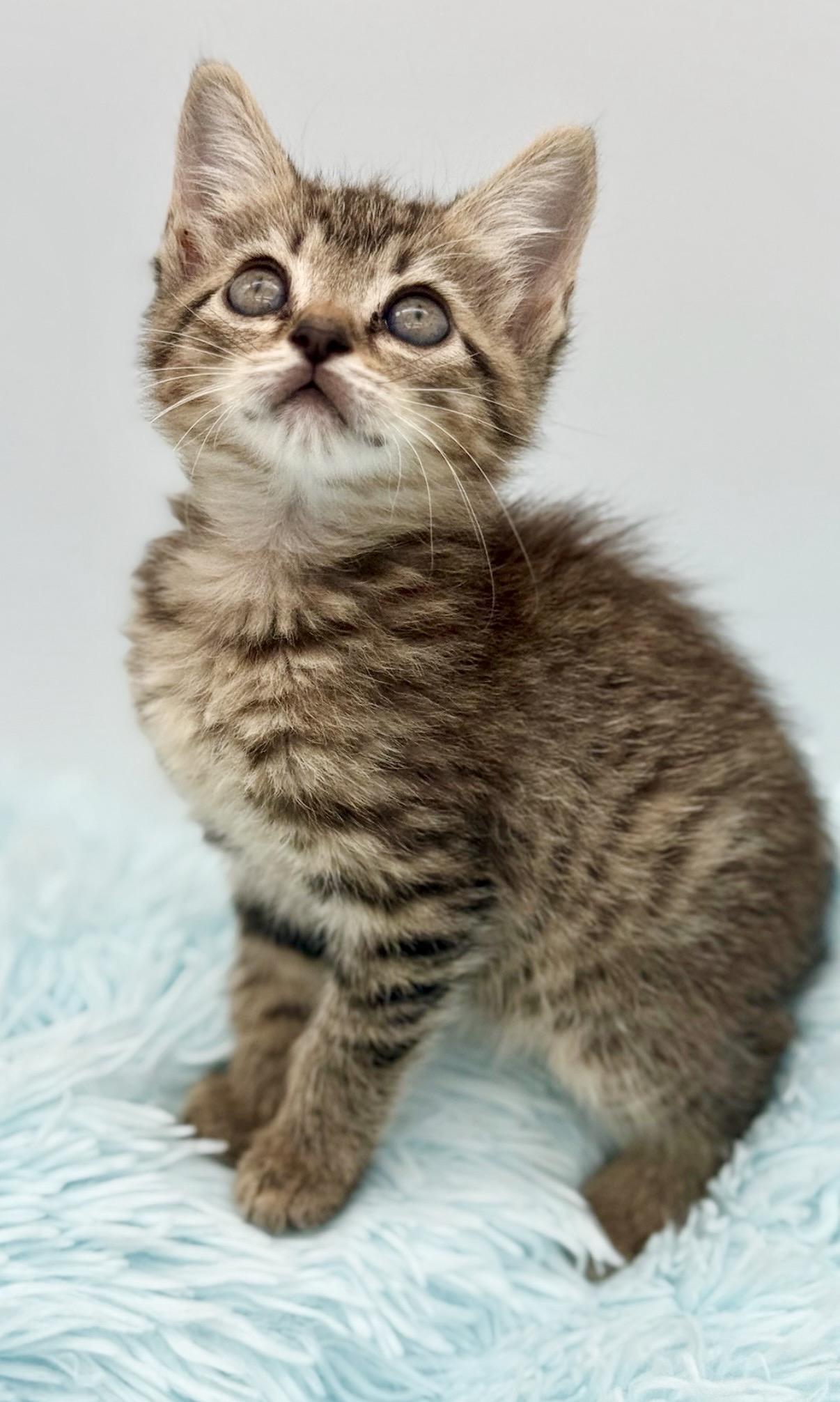 Goalie, an adoptable Tabby in Covington, LA image 6/6
