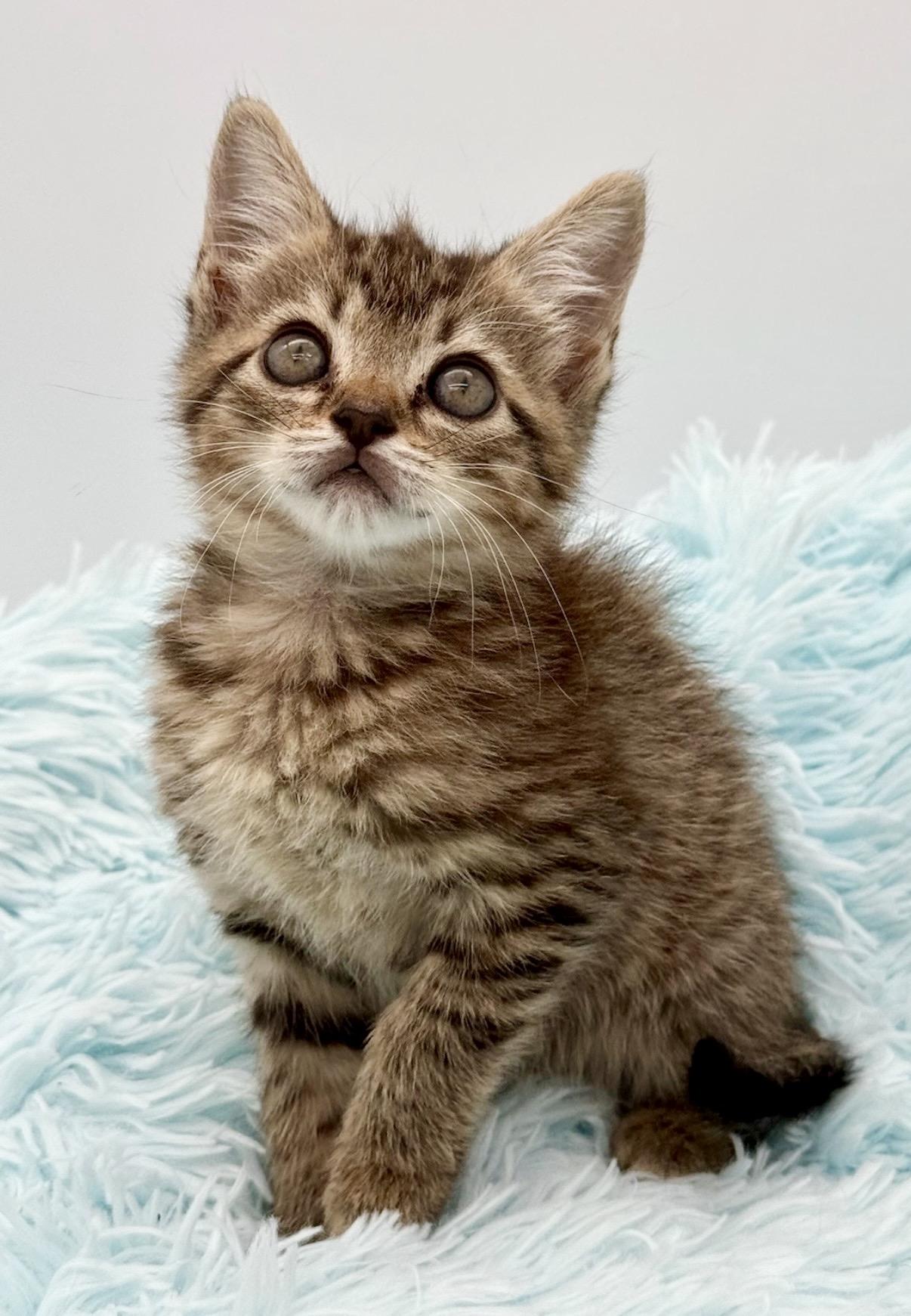 Goalie, an adoptable Tabby in Covington, LA image 4/6
