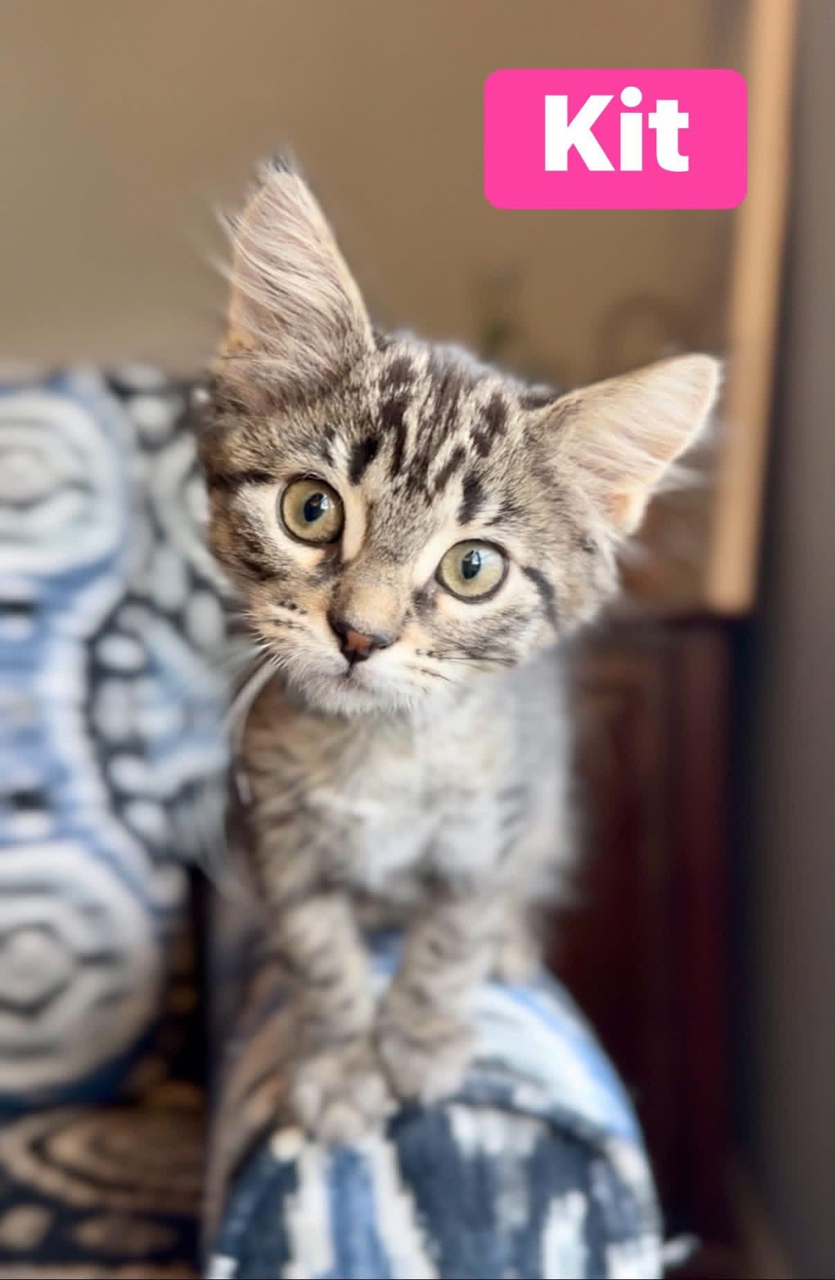 Kit, Adoptable, Kitten Female Domestic Short Hair.