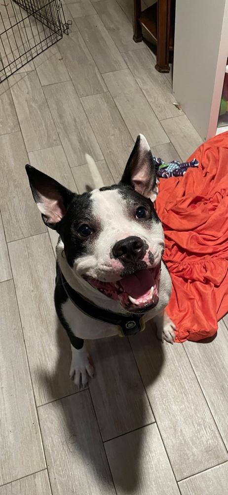 Enlarge Ori, a Adoptable mixed breed in Newton, MA image 4/6